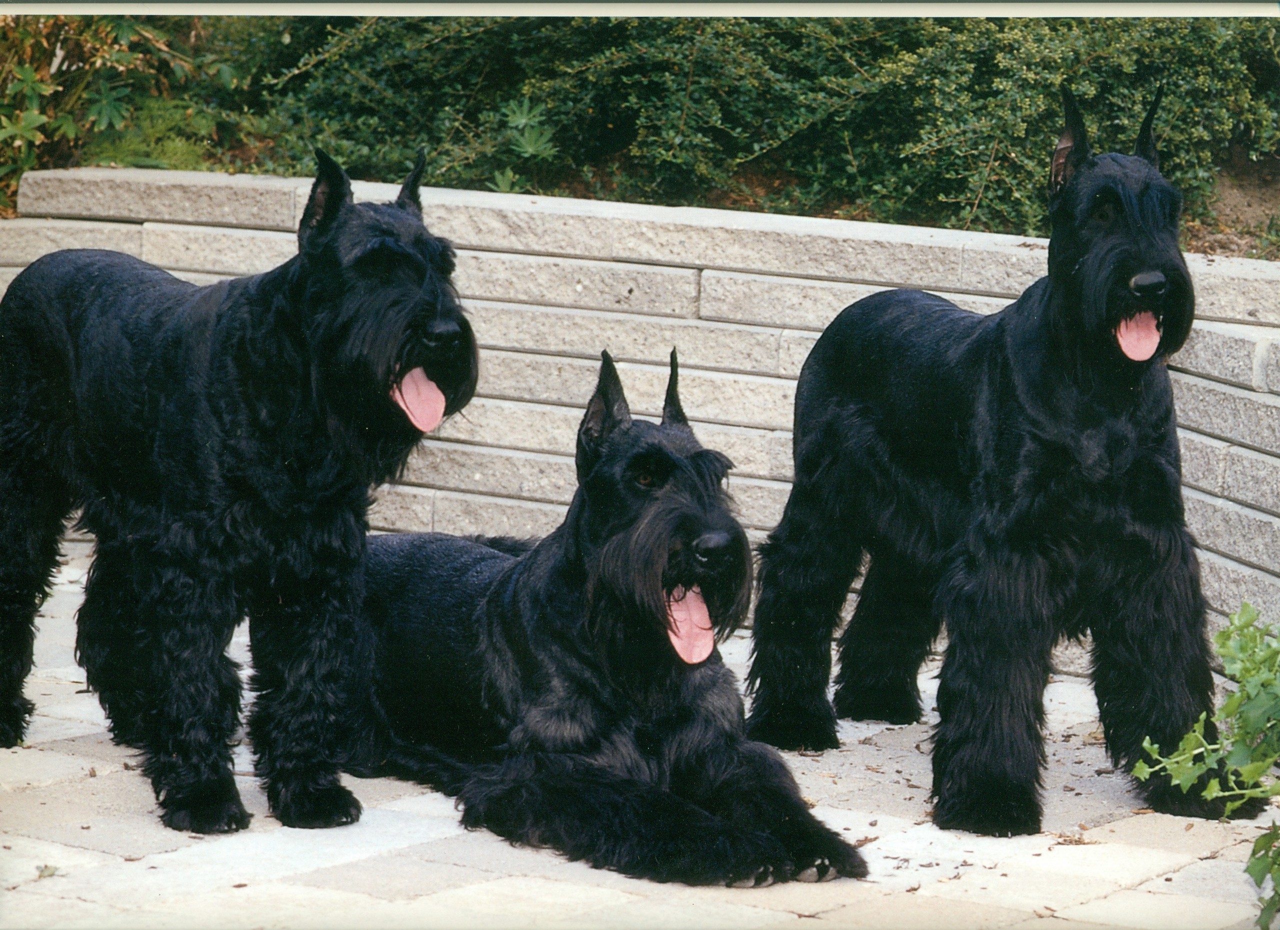 Giant Schnauzer Schnauzer Photo