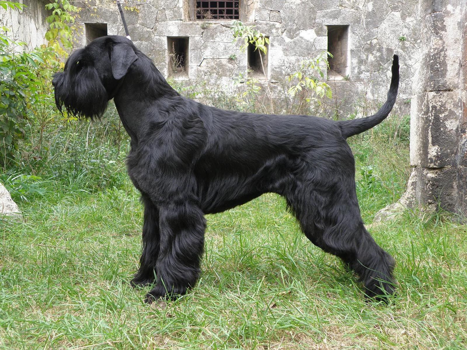 How about a designer dog? The Giant Schnauzer maybe?. Schnauzer puppy, Giant schnauzer, Best guard dogs