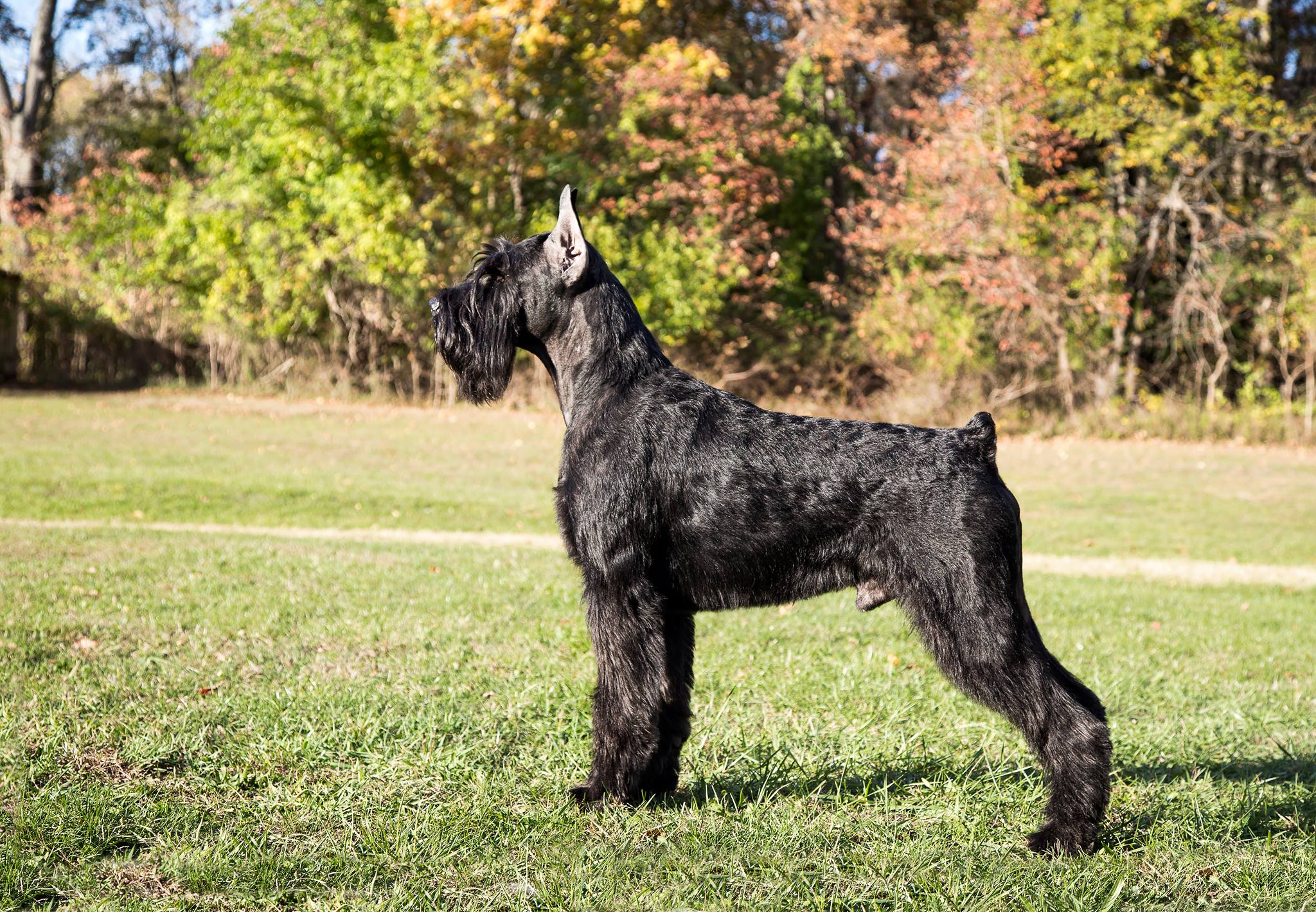 Giant Schnauzer Wallpapers - Wallpaper Cave