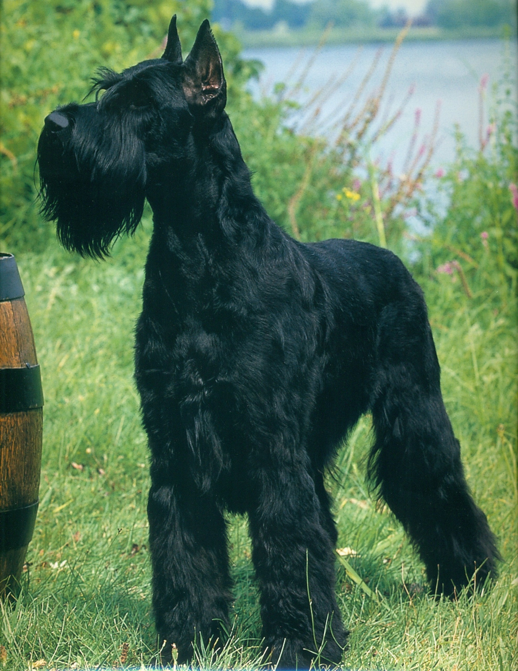Giant Schanuzer Schnauzer Photo
