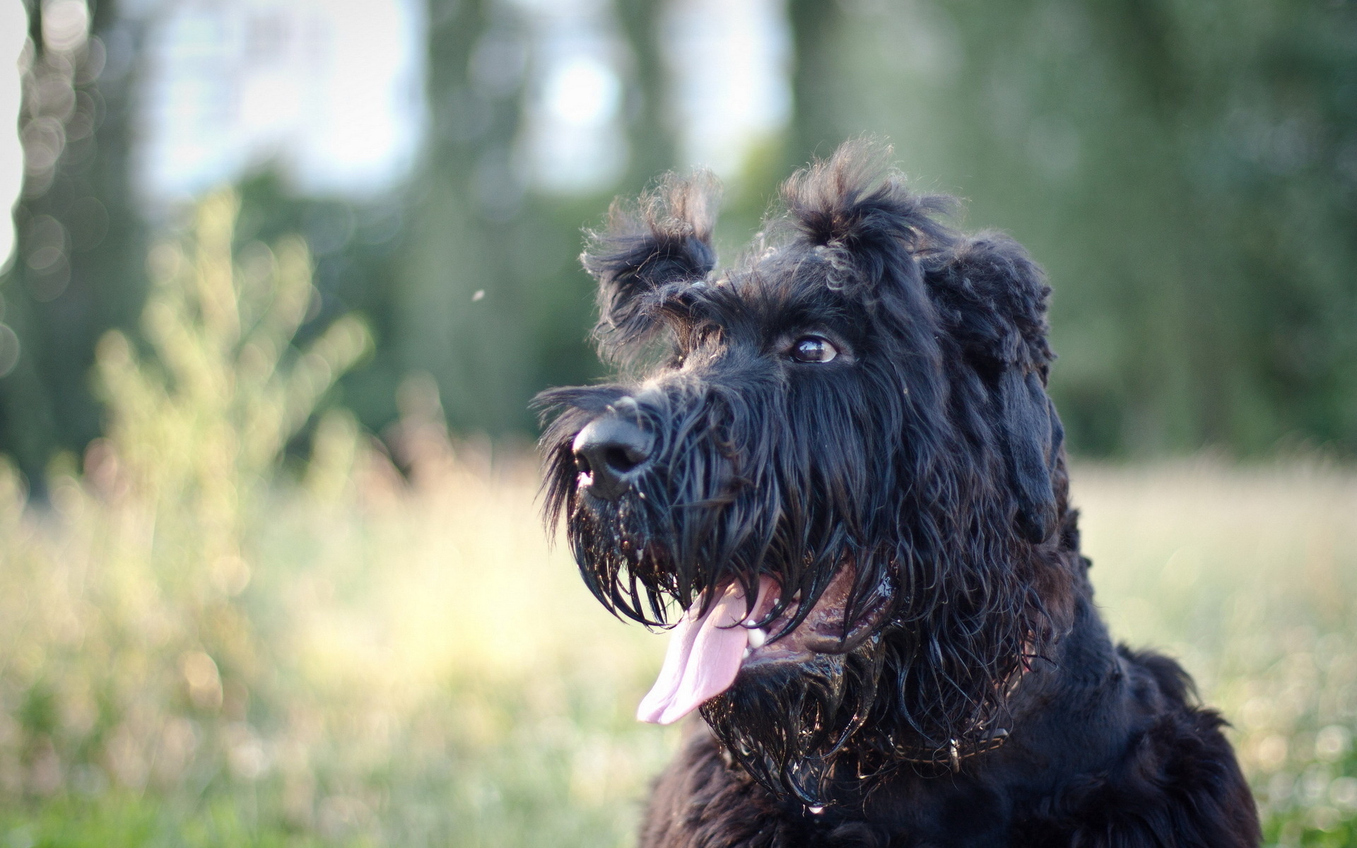 Giant Schnauzer Wallpapers - Wallpaper Cave