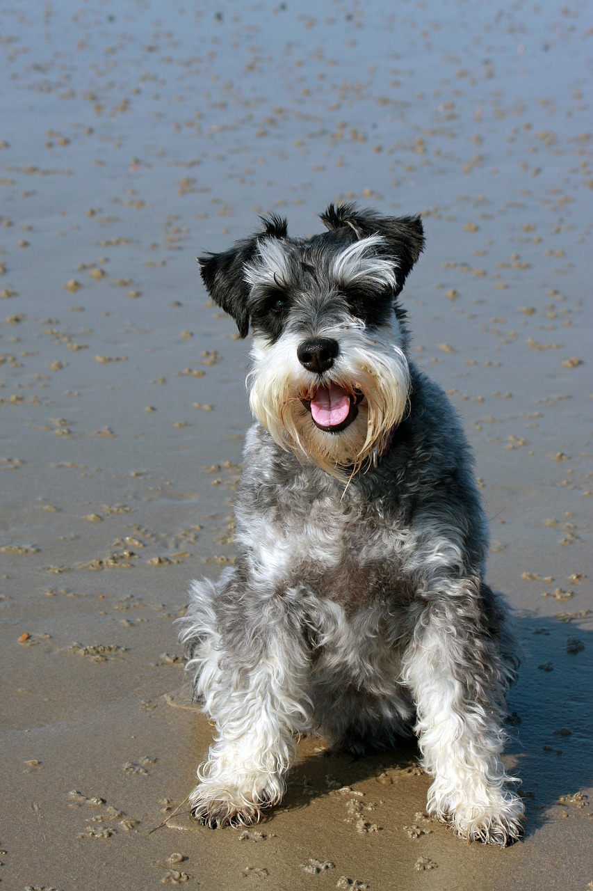 Schnauzer Dog Miniature