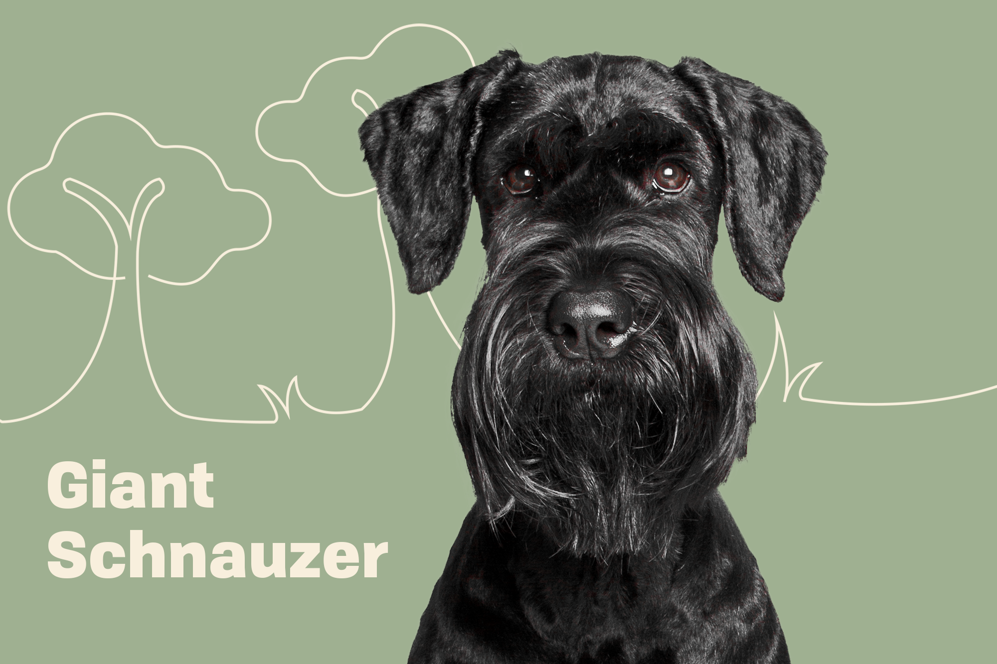 Giant Schnauzer Dog Breed Information & Characteristics