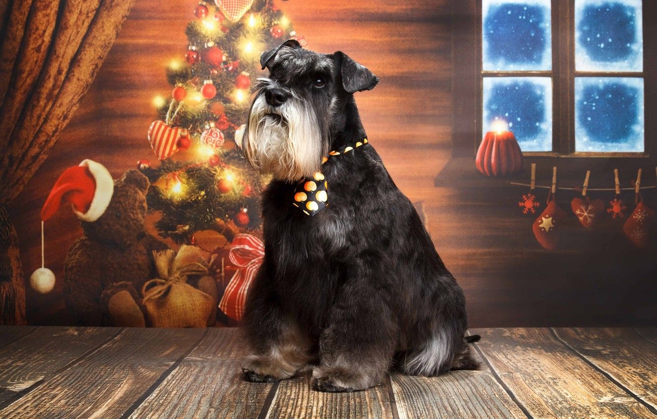Giant Schnauzer Wallpapers - Wallpaper Cave