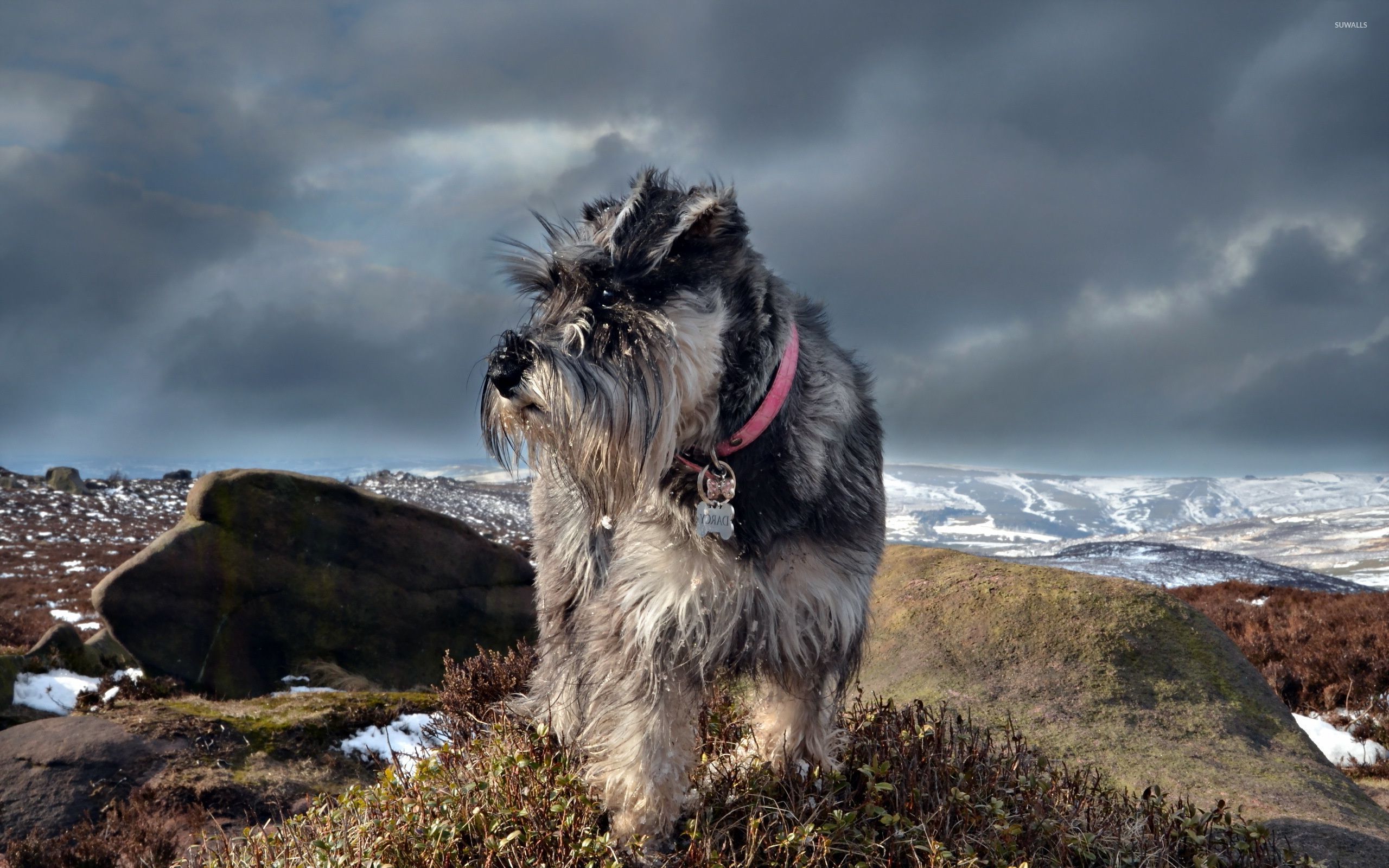 Giant Schnauzer Wallpapers - Wallpaper Cave