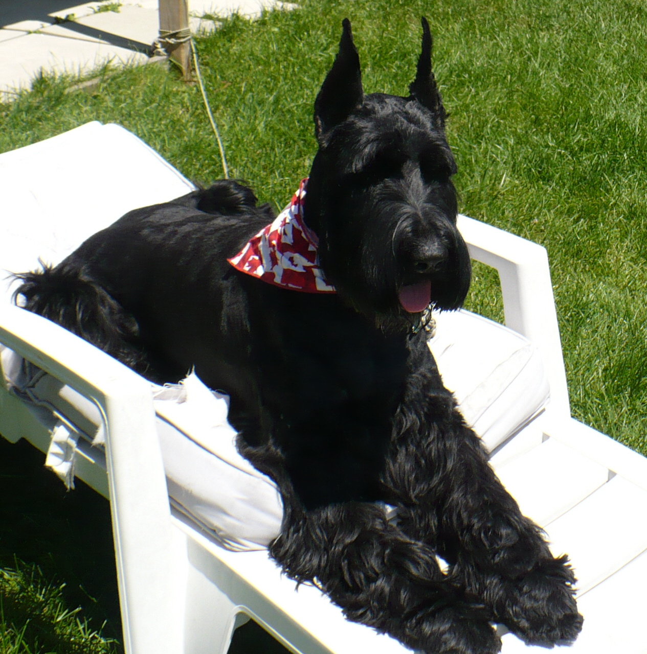 Giant Schnauzer Dog On A Chaise Longue Photo And Wallpaper. Beautiful Giant Schnauzer Dog On A Chaise Longue Picture