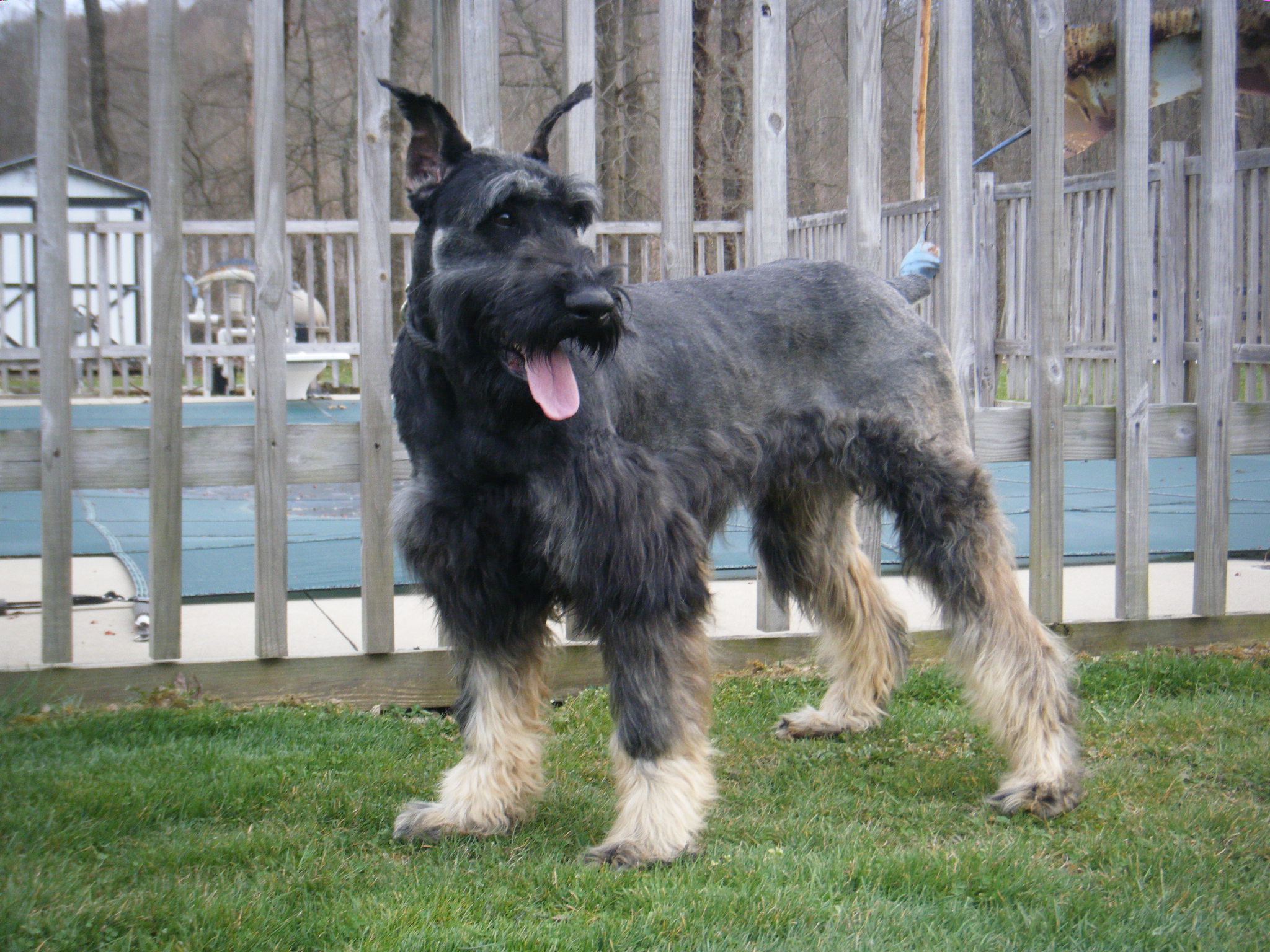 Giant Schnauzers