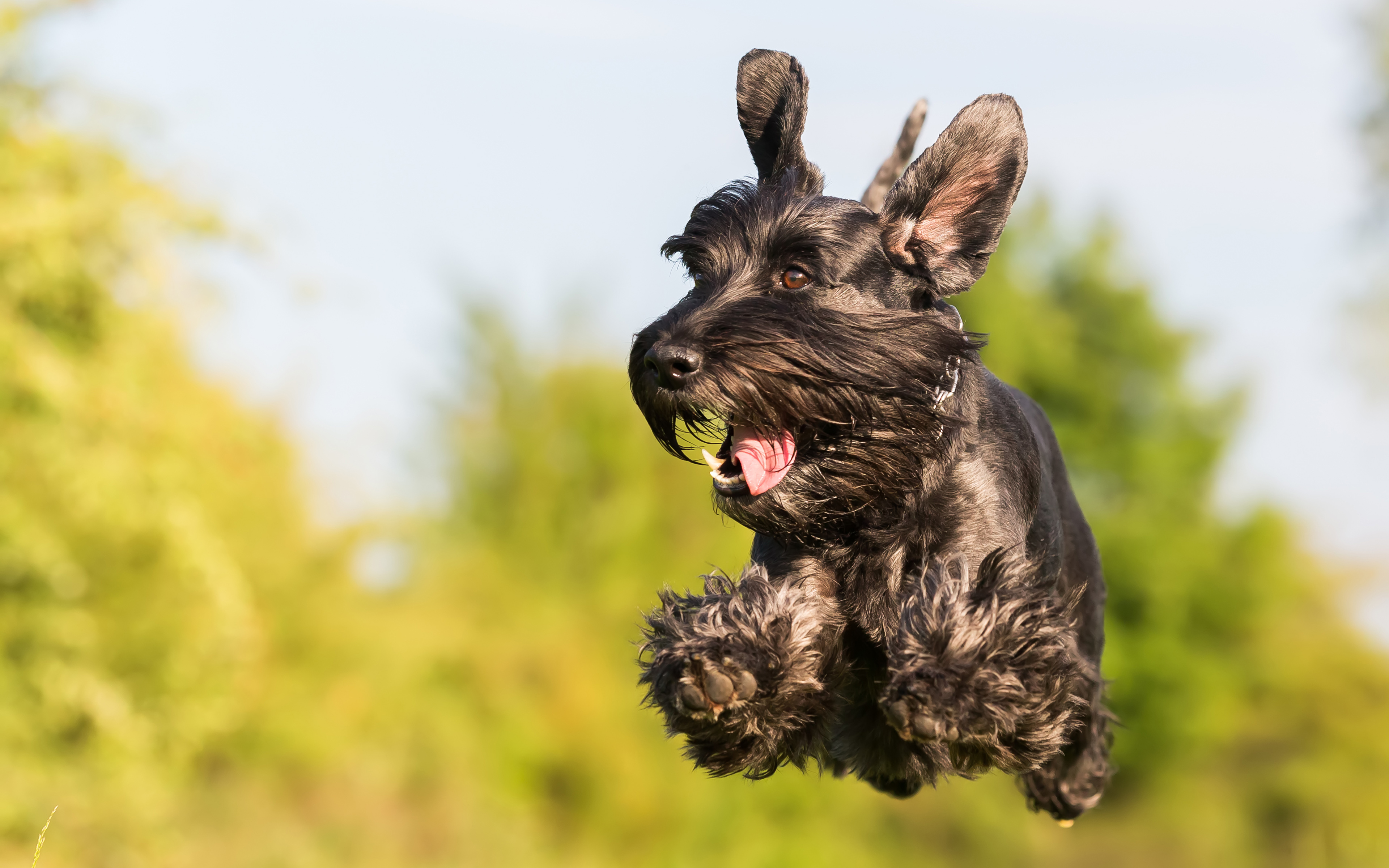 Giant Schnauzer Wallpapers - Wallpaper Cave