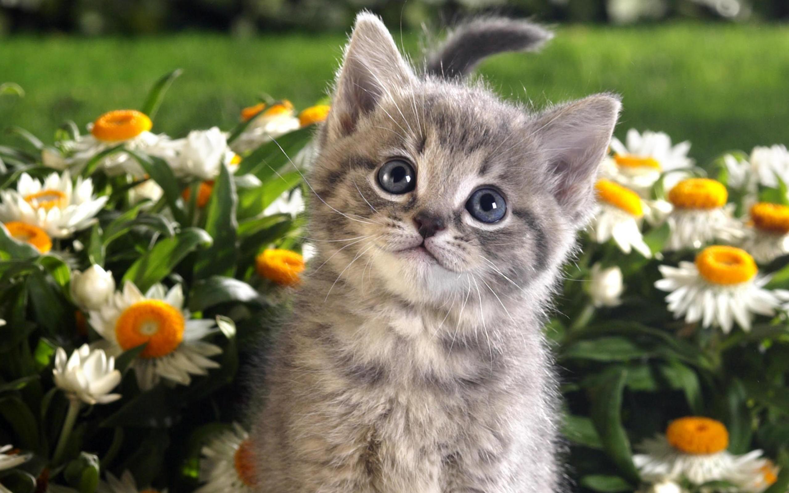 Easter Kitten Wallpaper, HD Easter Kitten Background on WallpaperBat