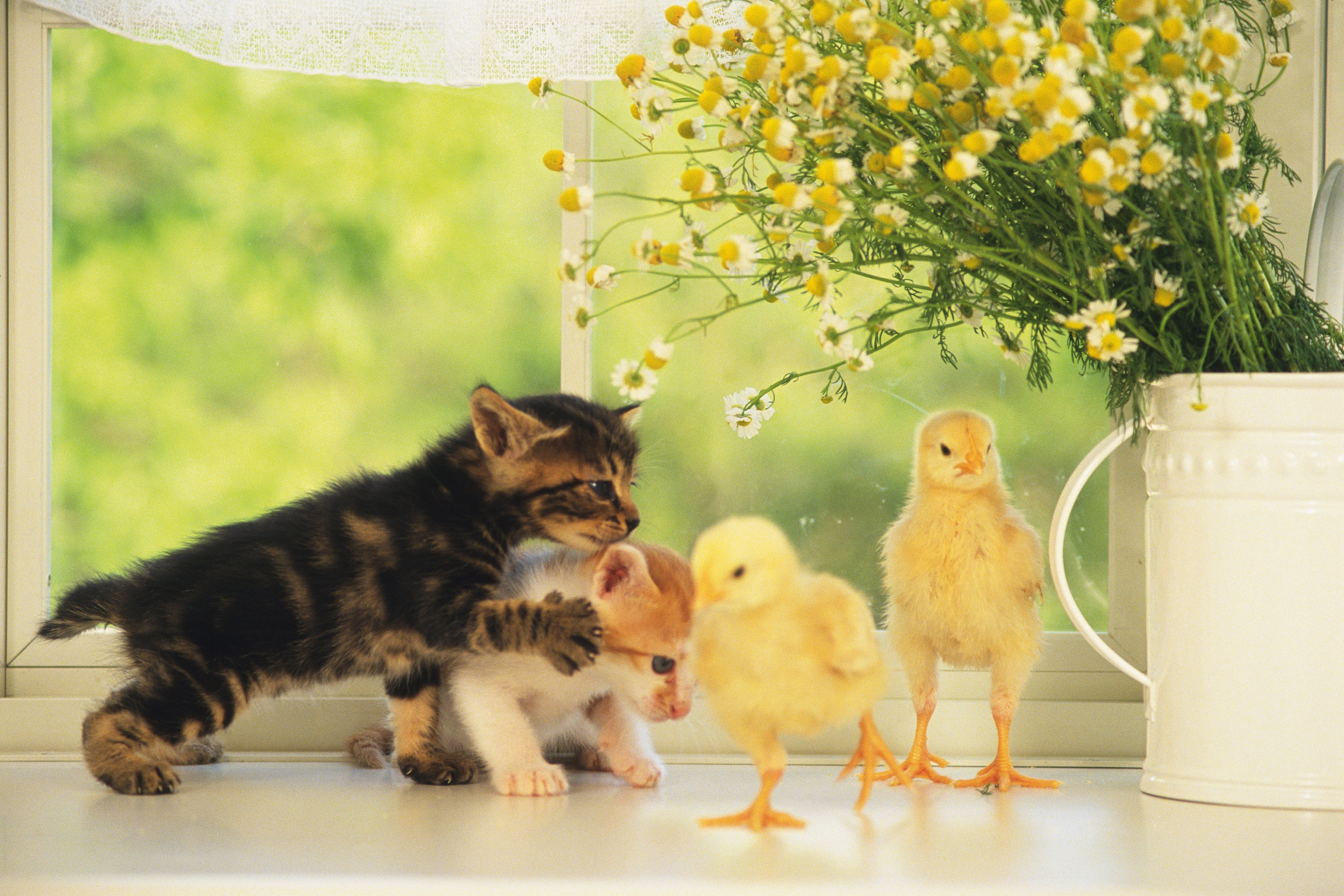 Cats And Kittens Who Are Ready For Easter [PICTURES]
