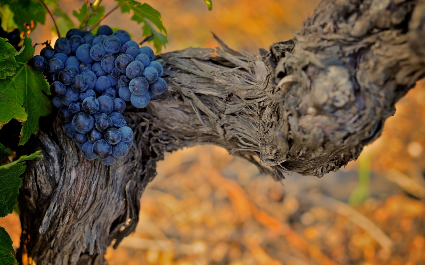 Wallpaper Grape Vines