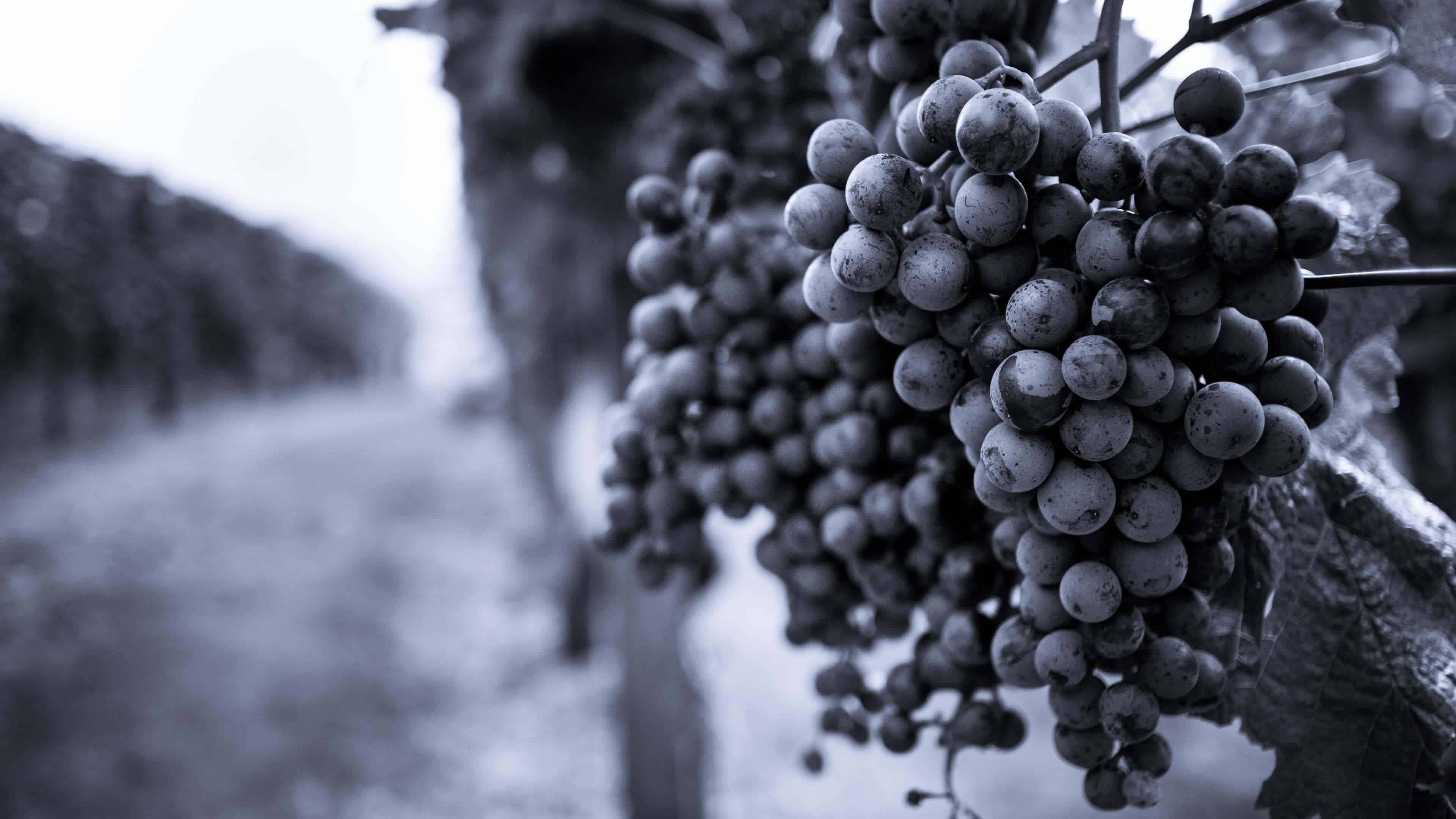 Grapes On Grapevine In Vinyard Black And White Uhd Wallpaper 4k
