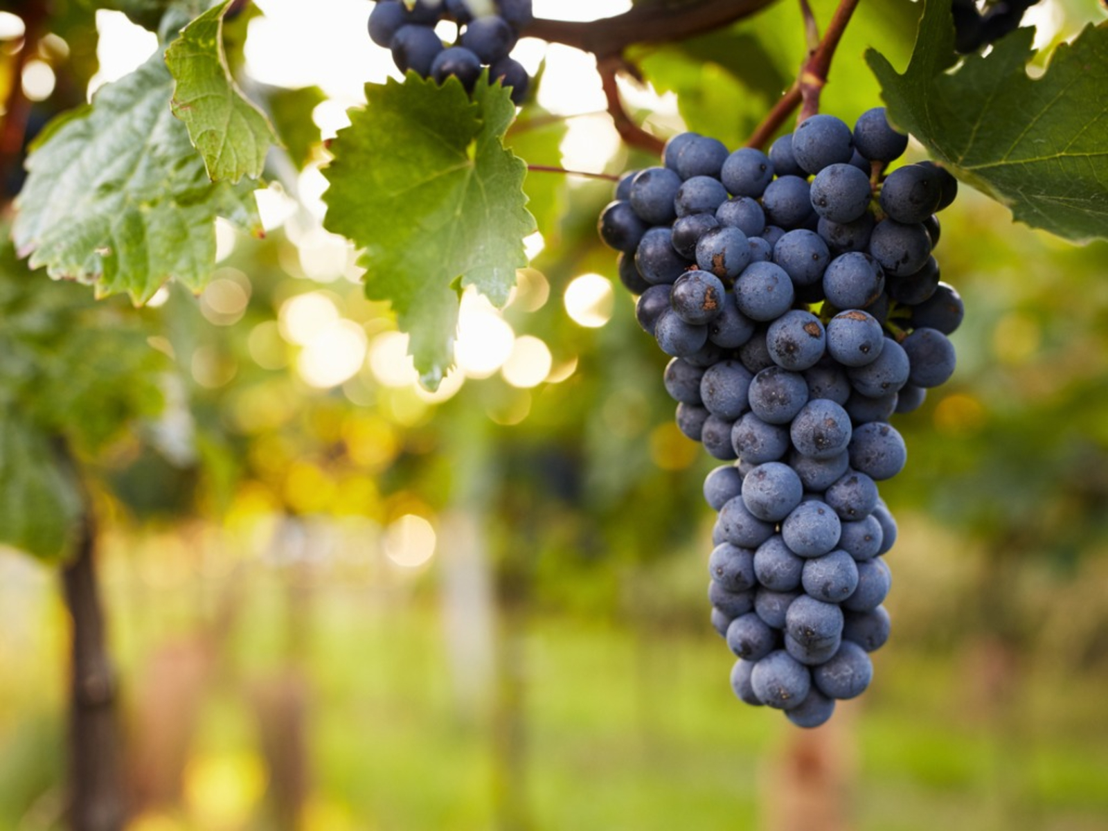 Preventing Problems In Grapes To Treat Common Grapevine Pests And Diseases