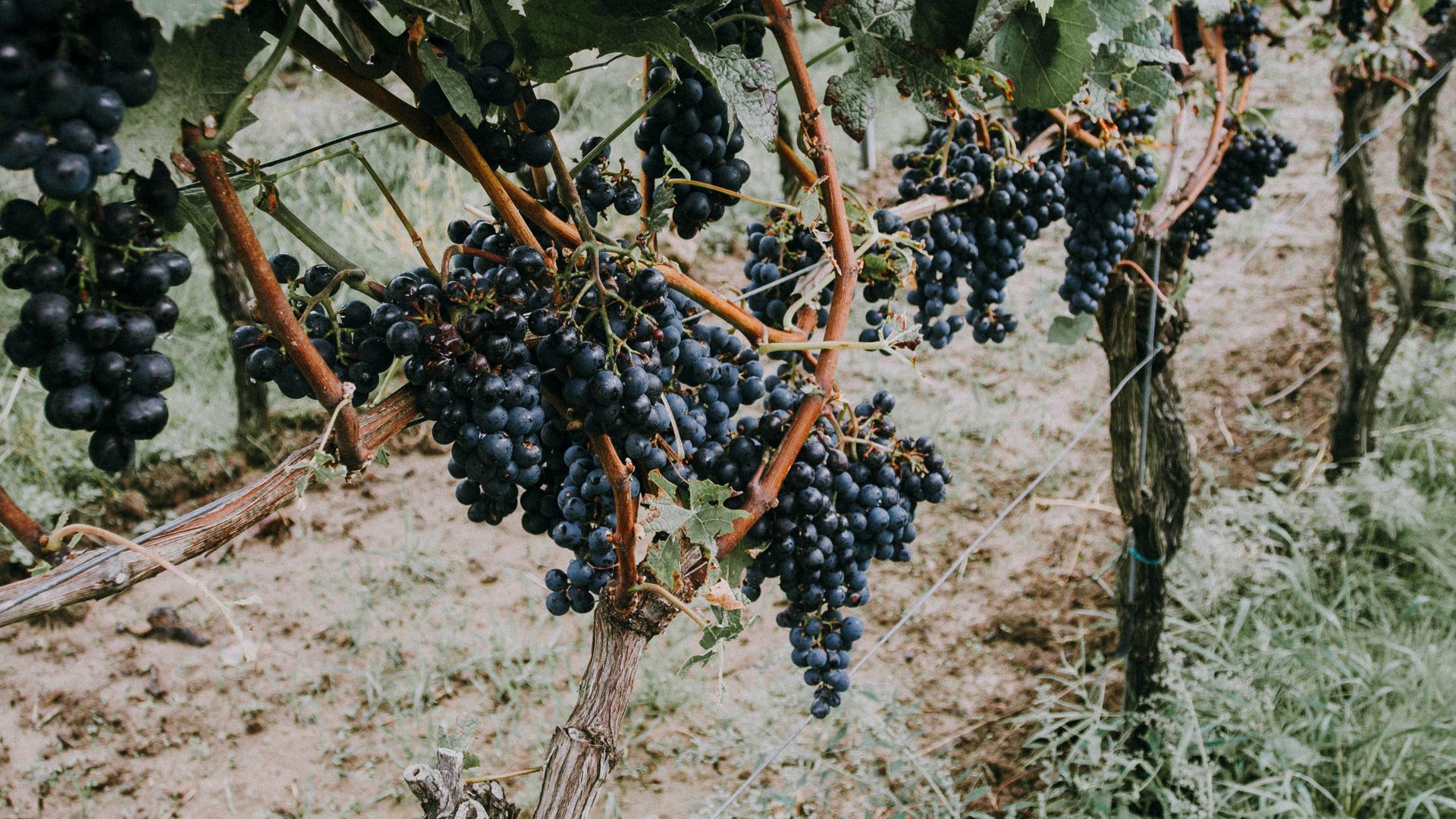 Download wallpaper 1920x1080 grapevine, grapes, berries full hd, hdtv, fhd, 1080p HD background