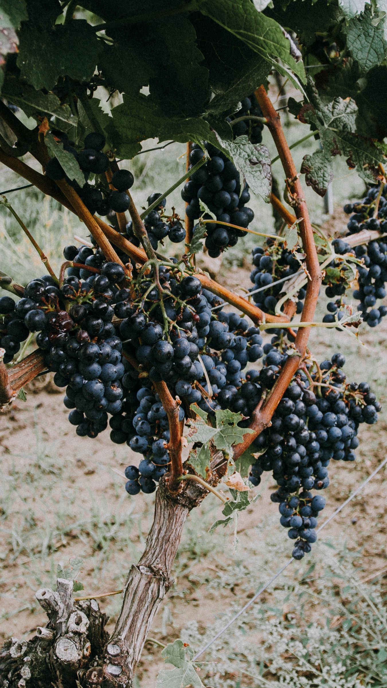 Download wallpaper 1350x2400 grapevine, grapes, berries iphone 8+/7+/6s+/for parallax HD background