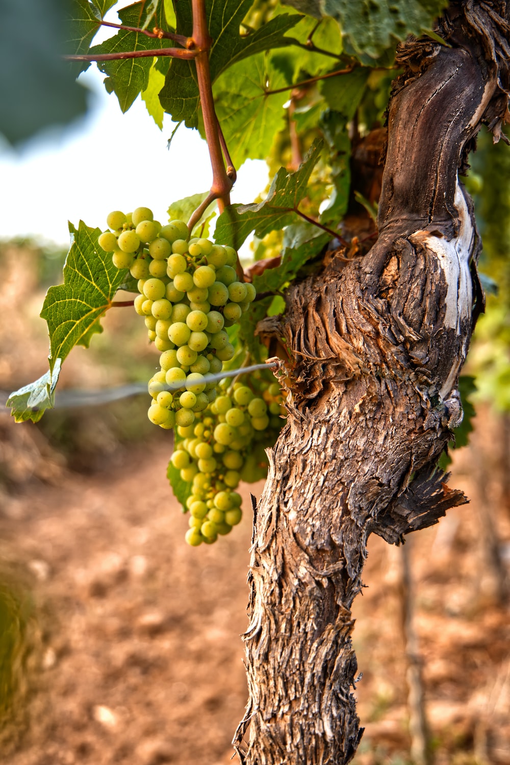 Grape Vines Picture. Download Free Image