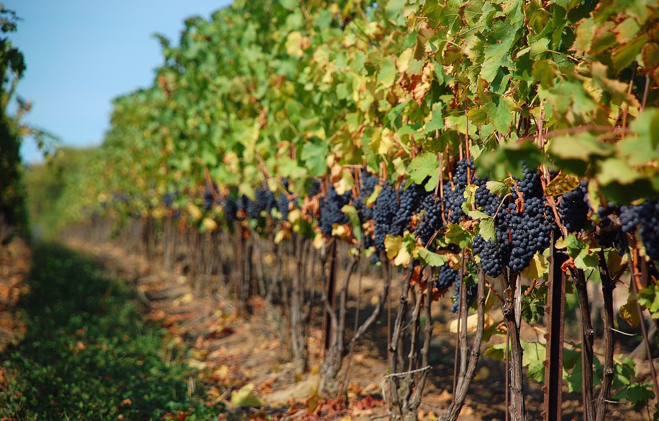 vineyard wallpaper, grape, grape leaves, vineyard, grapevine family, plant, vitis, agriculture, vine, autumn, tree