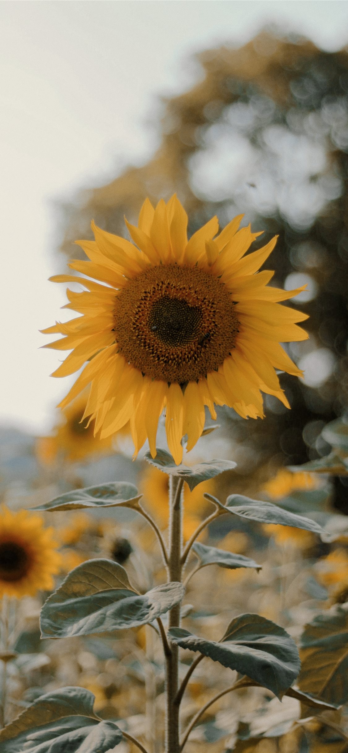 a sunflower ;) iPhone X Wallpaper Free Download