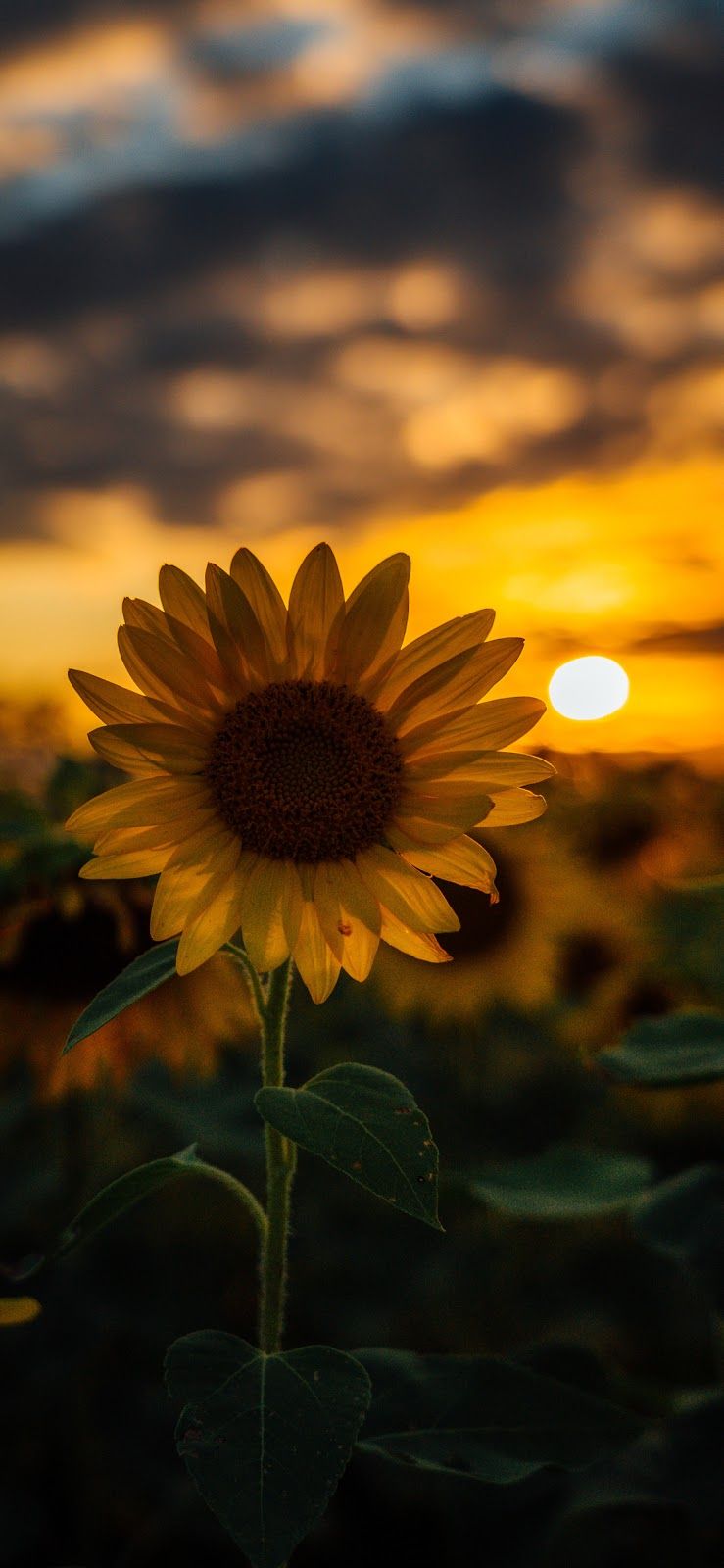 Sunflower wallpaper iphone x #wallpaper #iphone #android #background #followme. Sunflower iphone wallpaper, Sunflower wallpaper, Beautiful wallpaper
