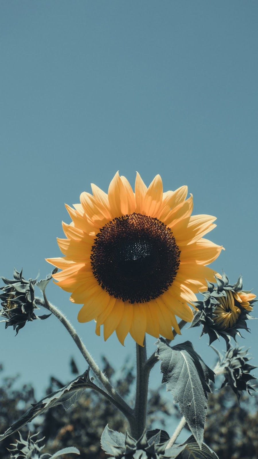 sunflower iphone wallpaper, sunflower, sky, flower, sunflower, yellow, plant , petal, sunflower seed, flowering plant, close up
