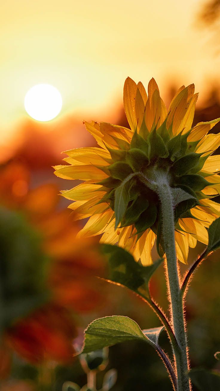 Super Pretty Sunflower iPhone Wallpaper. Preppy Wallpaper. Sunflower iphone wallpaper, Sunflower wallpaper, Flowers photography wallpaper