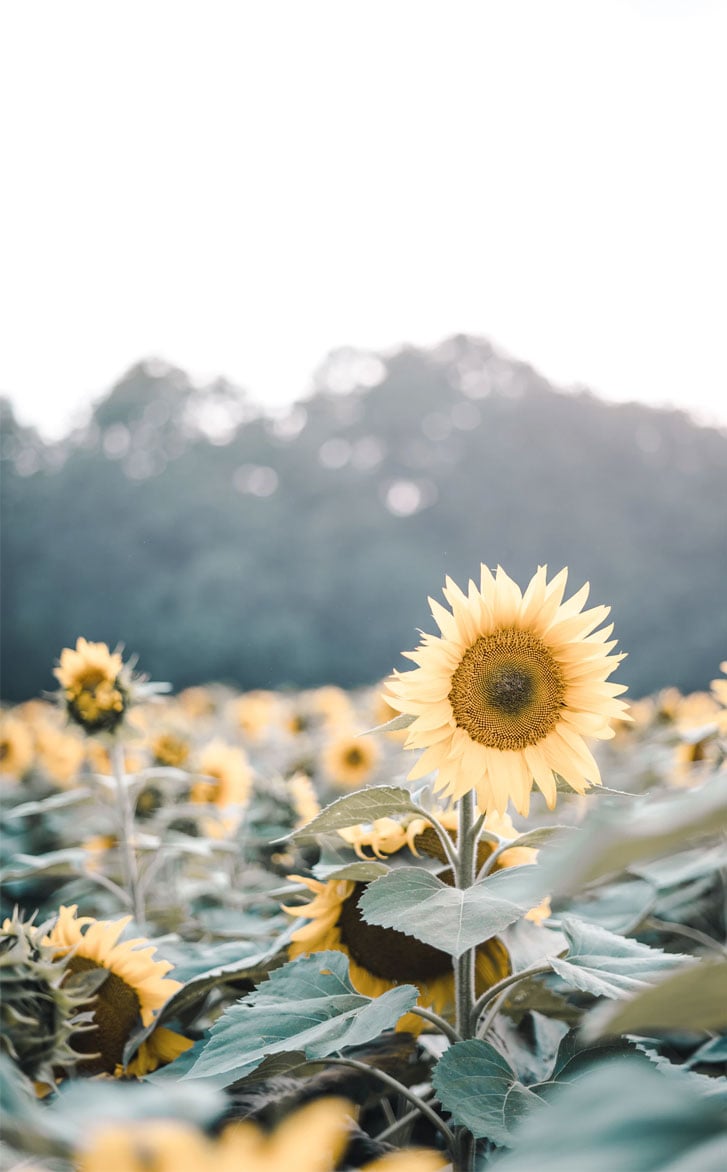 Pretty Sunflower Wallpaper