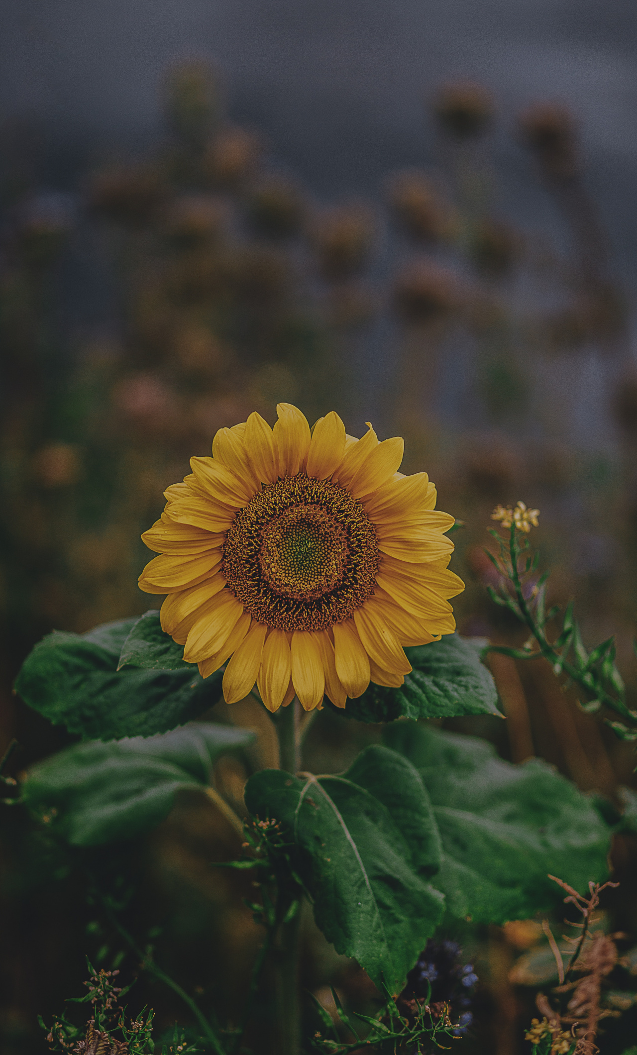 Download Sunflower, yellow, bloom wallpaper, 1280x iPhone 6 Plus