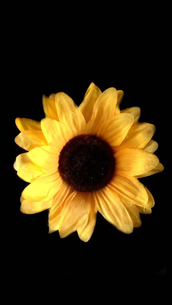 Black Sunflower Wallpaper