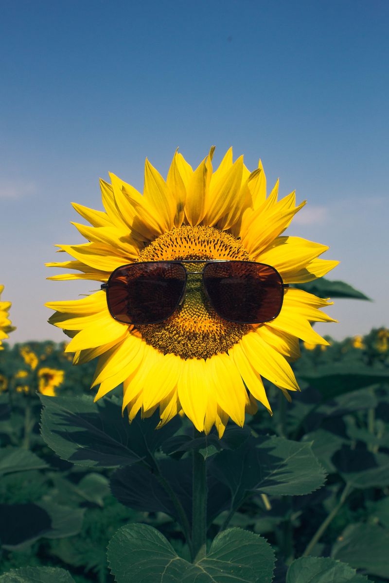 Download Wallpaper 800x1200 Sunflower, Flower, Sunglasses, Funny Iphone 4s 4 For Parallax HD Background