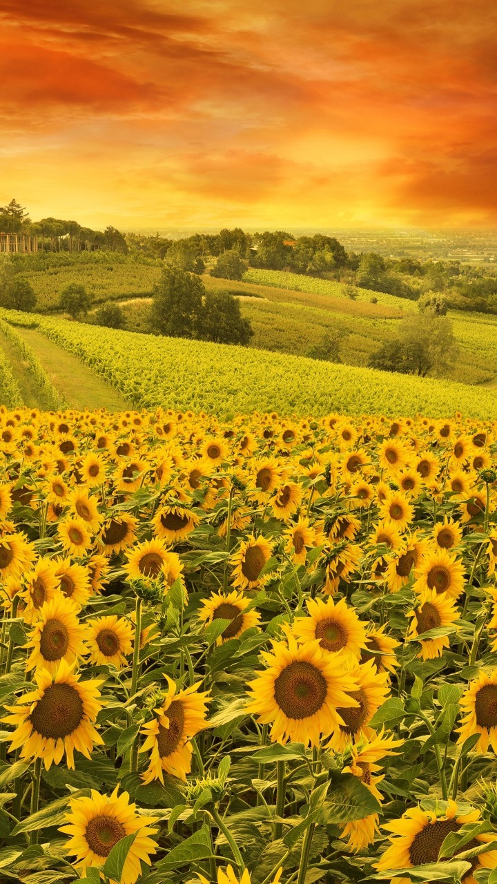 Sunflower Field Sunset 720X1280 iPhone Wallpaper