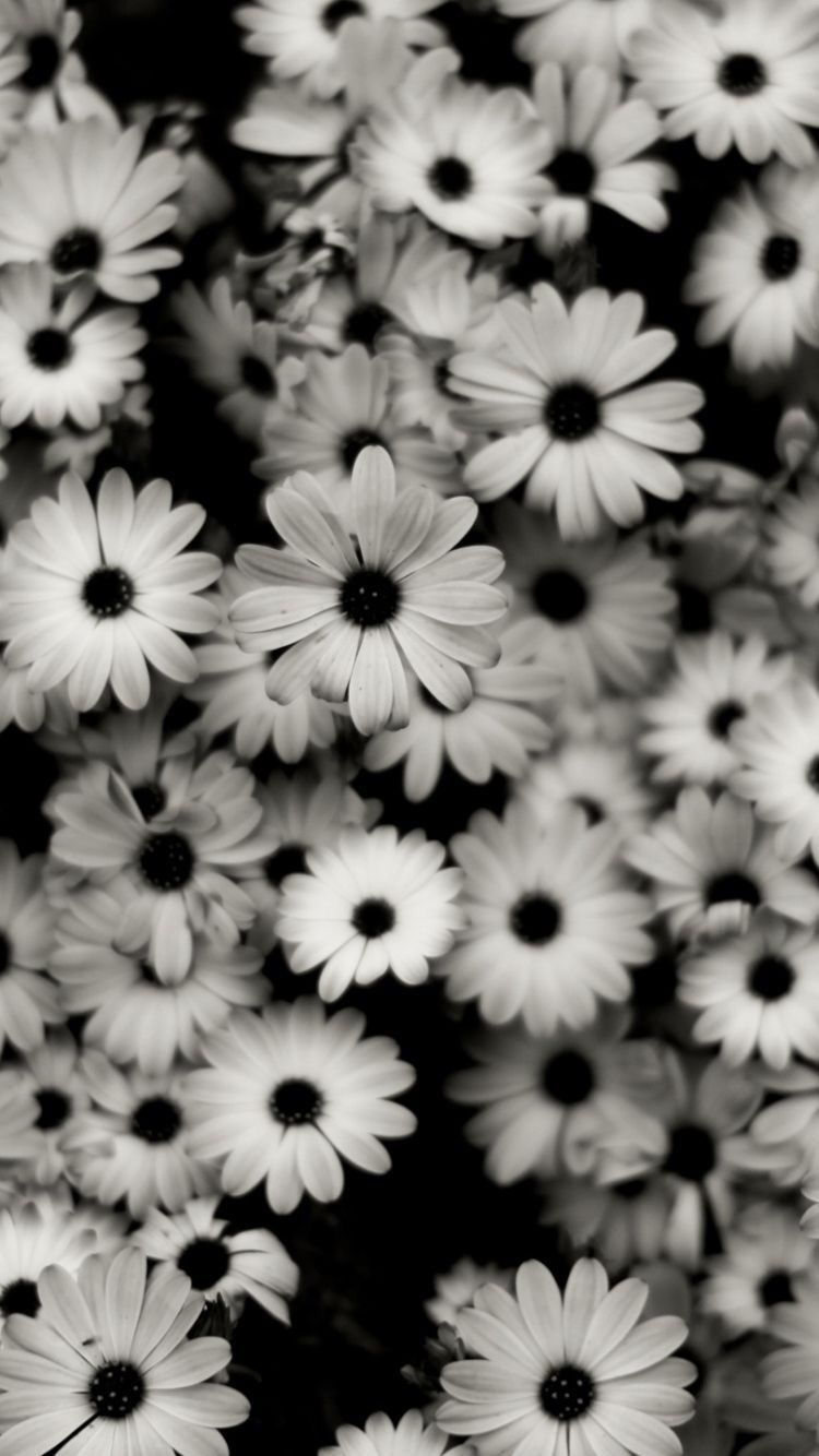 Floral. Wallpaper. iPhone. Android. Black and white flowers, Black and white wallpaper, White wallpaper