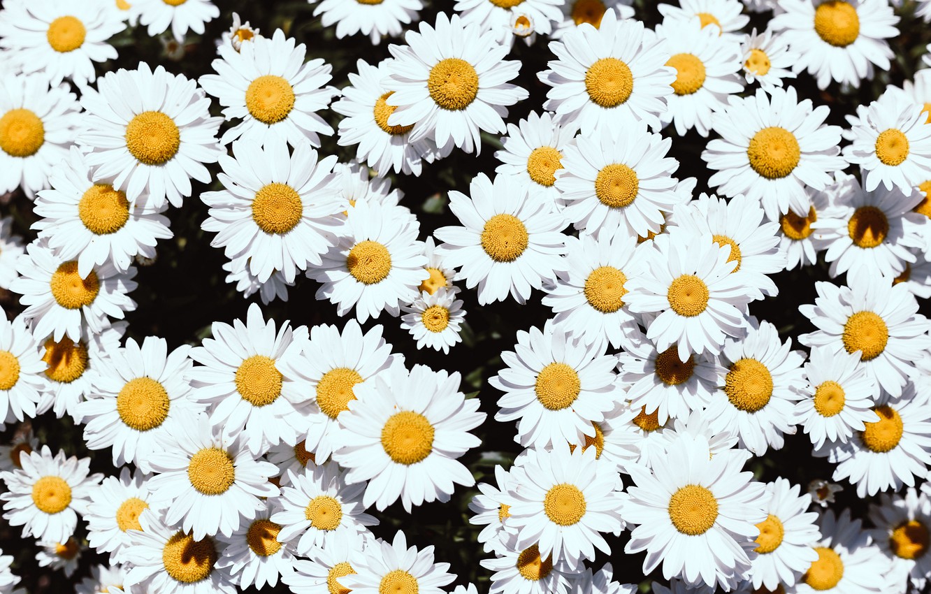 Wallpaper flowers, background, chamomile, petals, Daisy, white, floral background image for desktop, section цветы