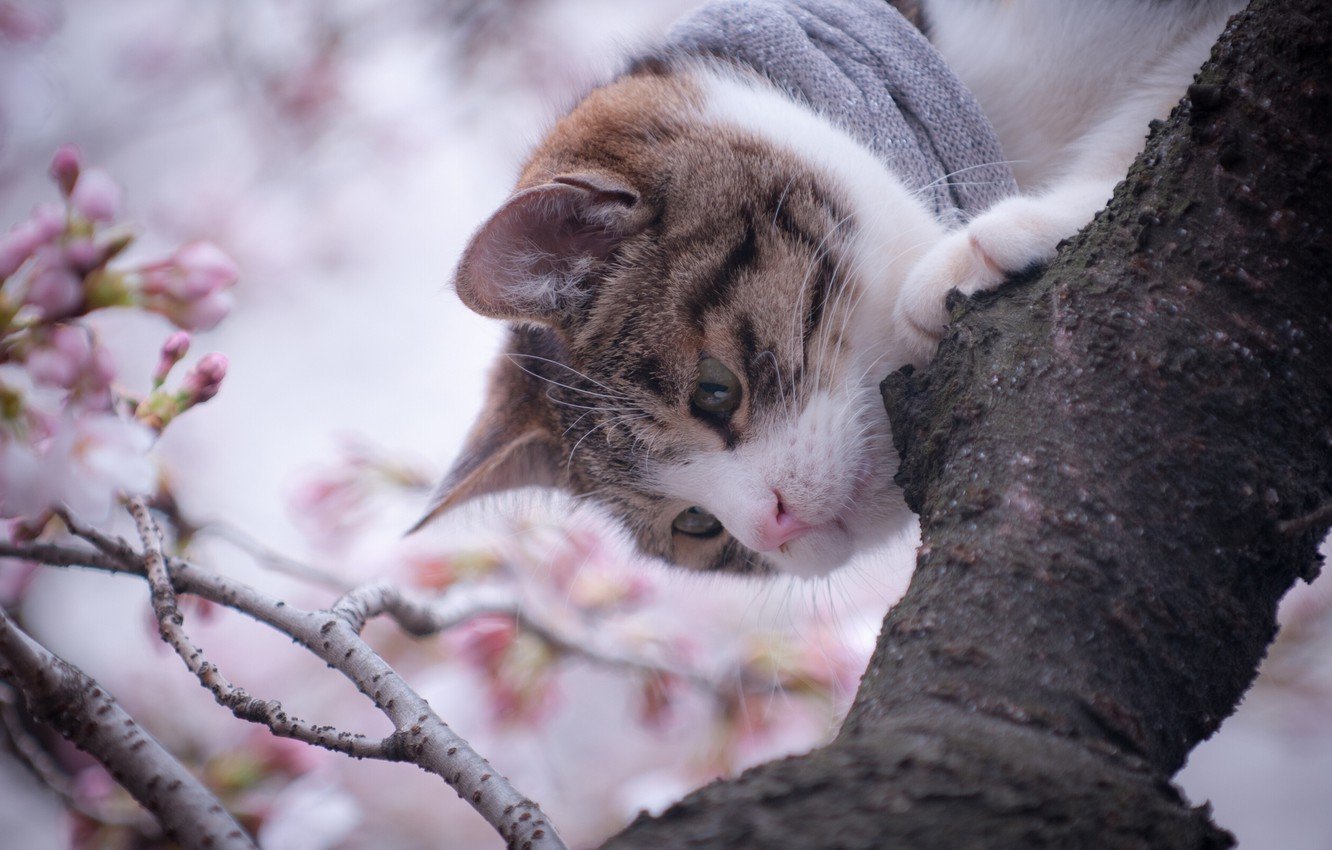 Wallpaper cat, tree, spring image for desktop, section кошки