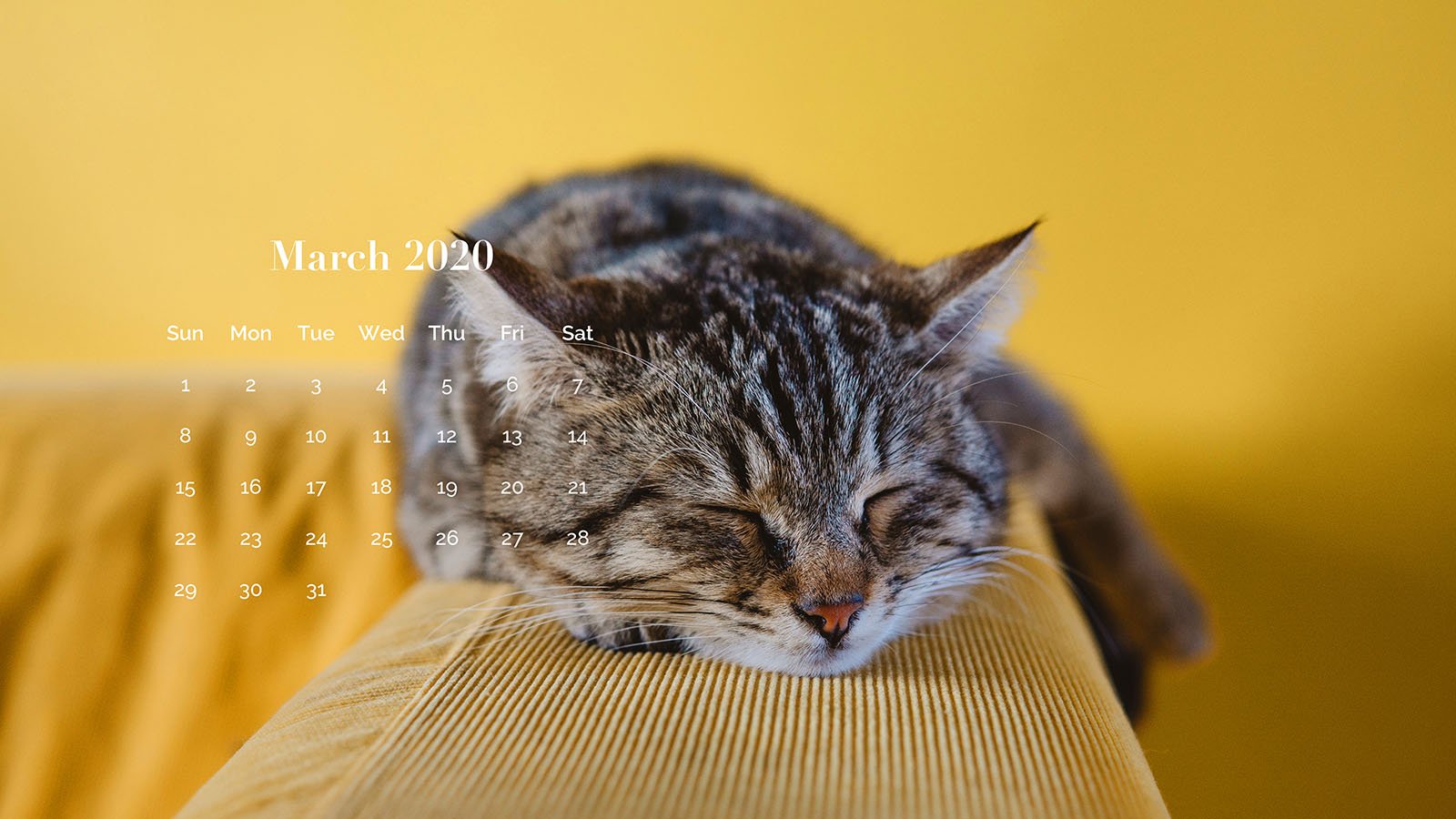 March 2020 5K Calendar Cat Wallpaper Like Cats Very Much