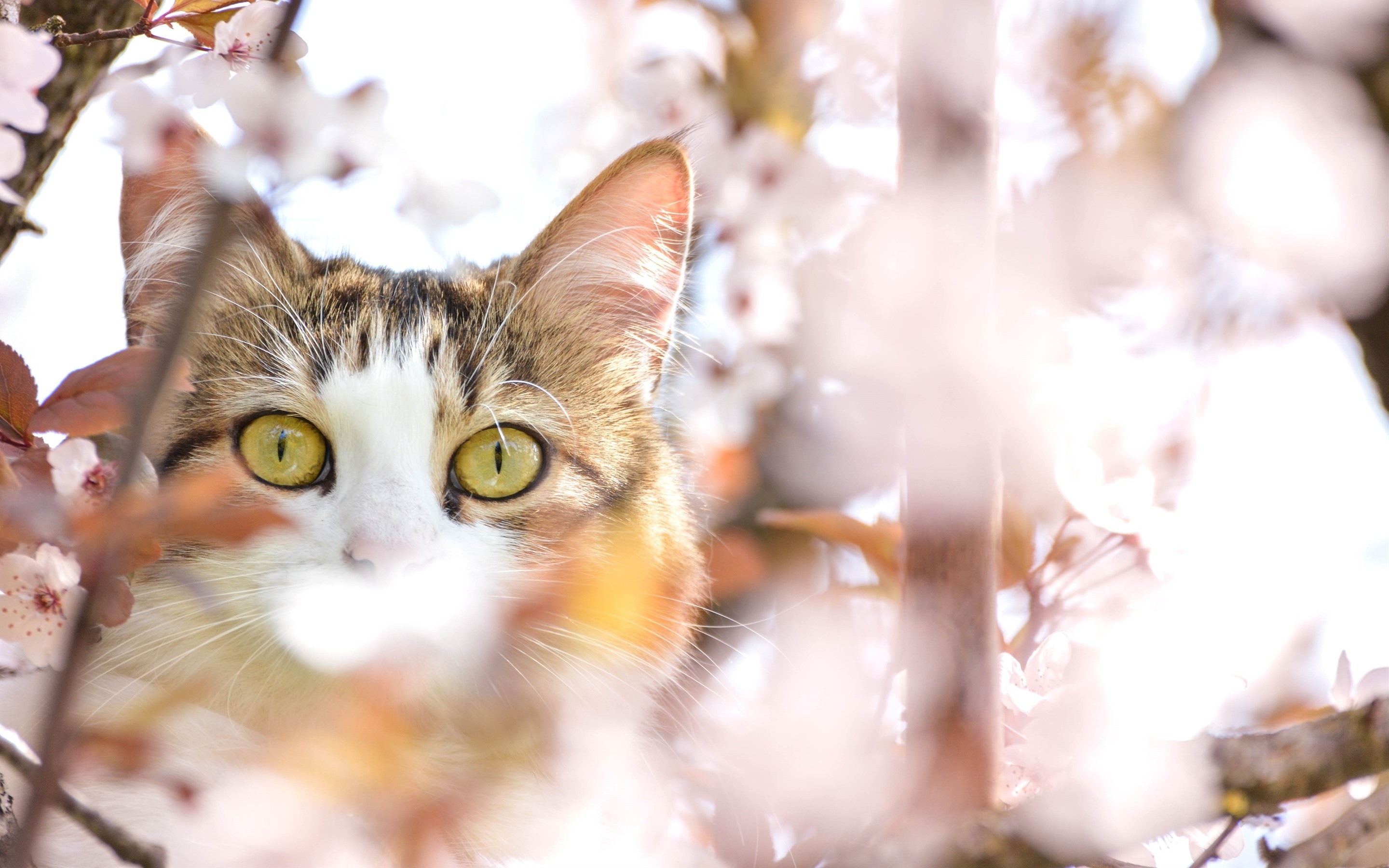 Wallpaper Cute Cat, Hazy, Close Up, Photography, Spring:2880x1800