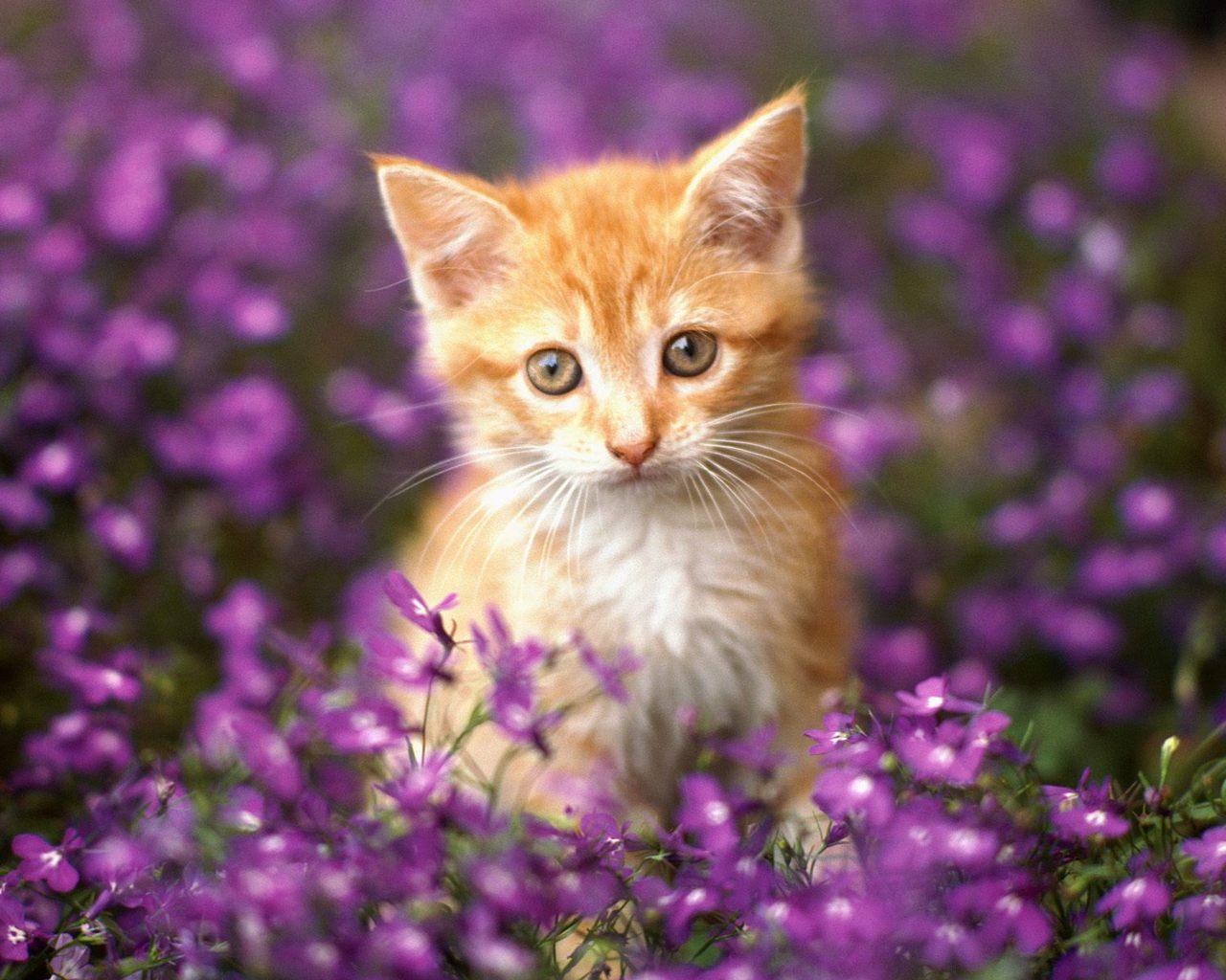 Cat With Flower Background Image and Wallpaper