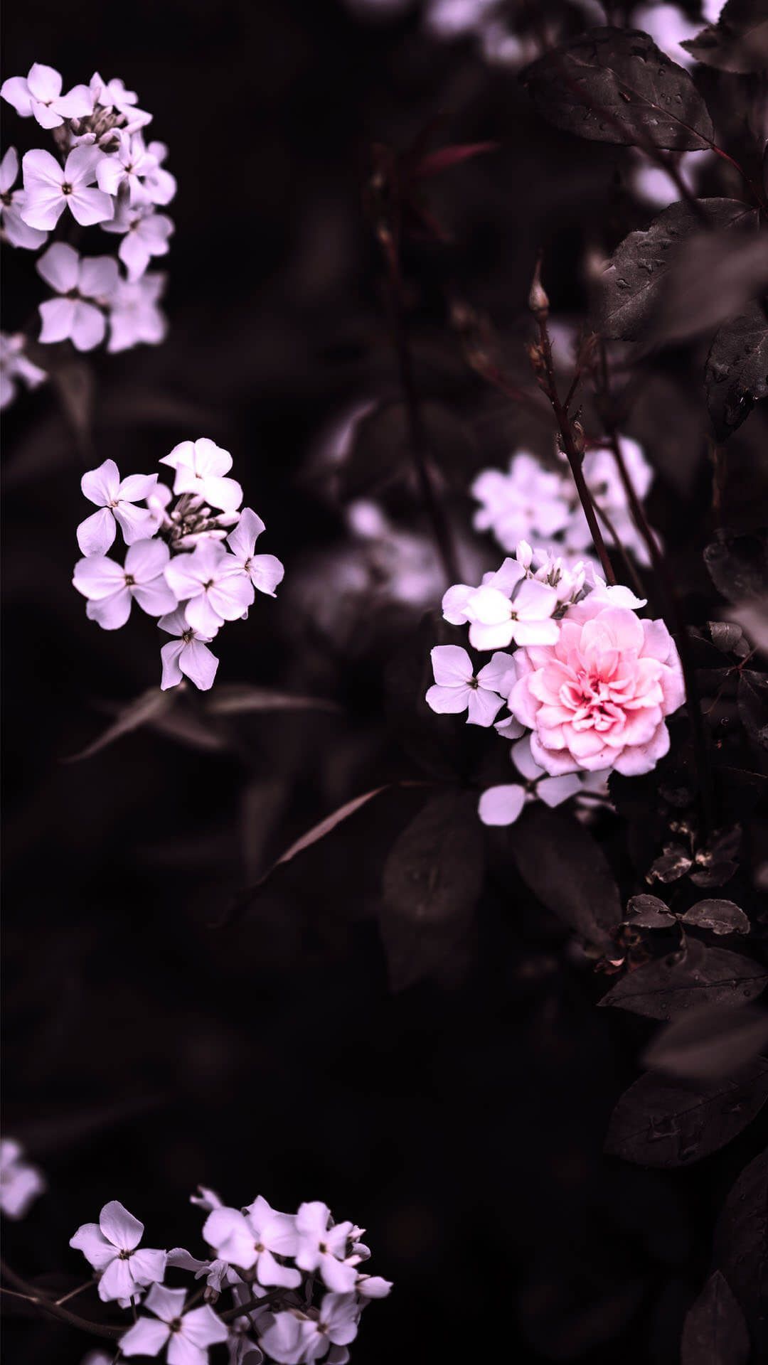 Black and Pink Aesthetic Wallpaper Free Black and Pink Aesthetic Background