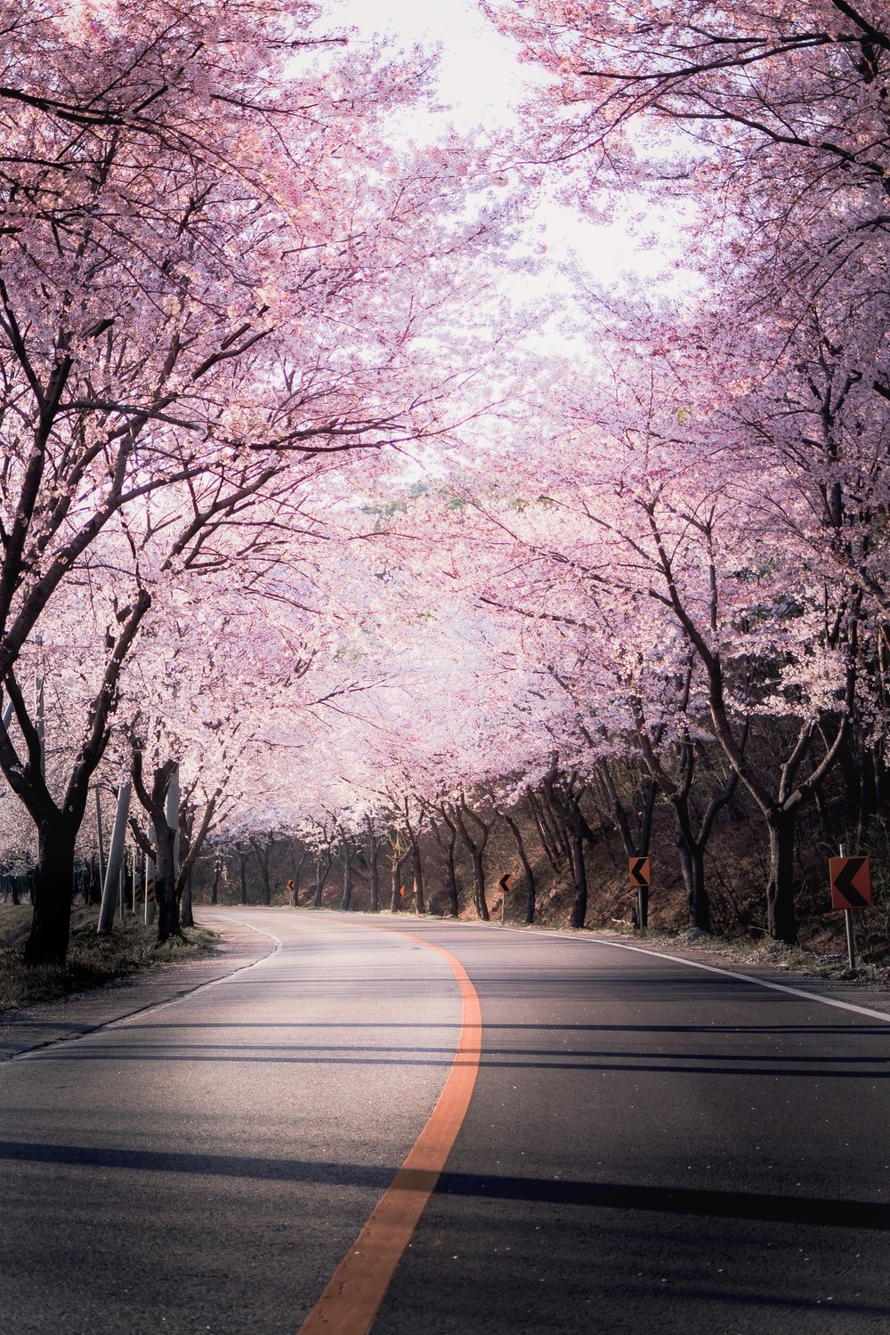 Flower Road Picture. Download Free Image