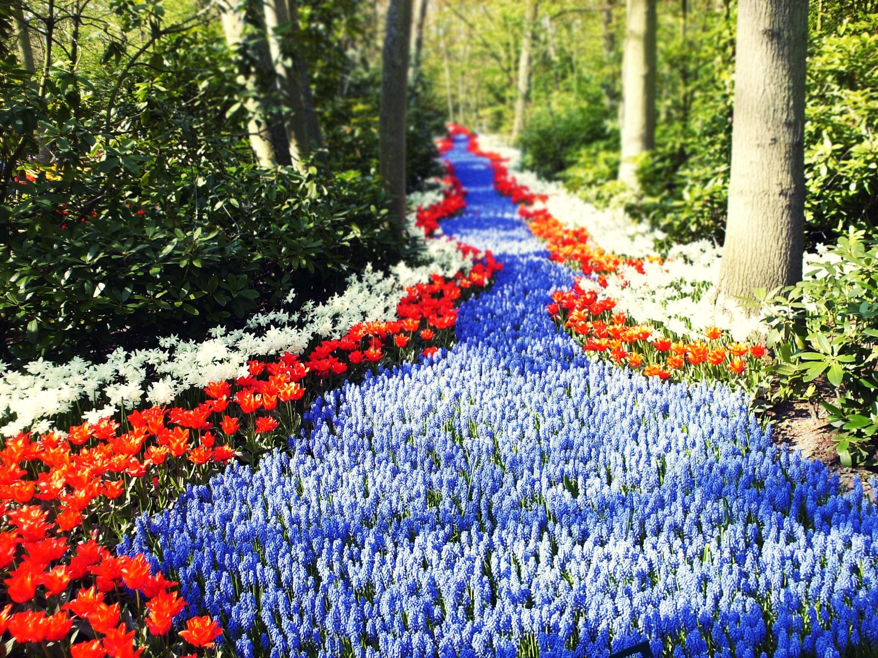 Wallpaper. Flowers. photo. picture. road, the sun, flowers, Holland, path