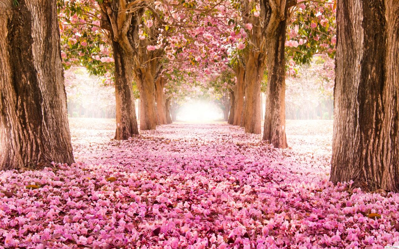 Nature Tree, Flower, Way HD wallpaper download