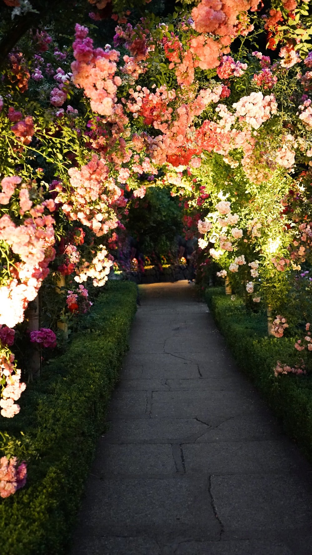 Flower Path Picture. Download Free Image