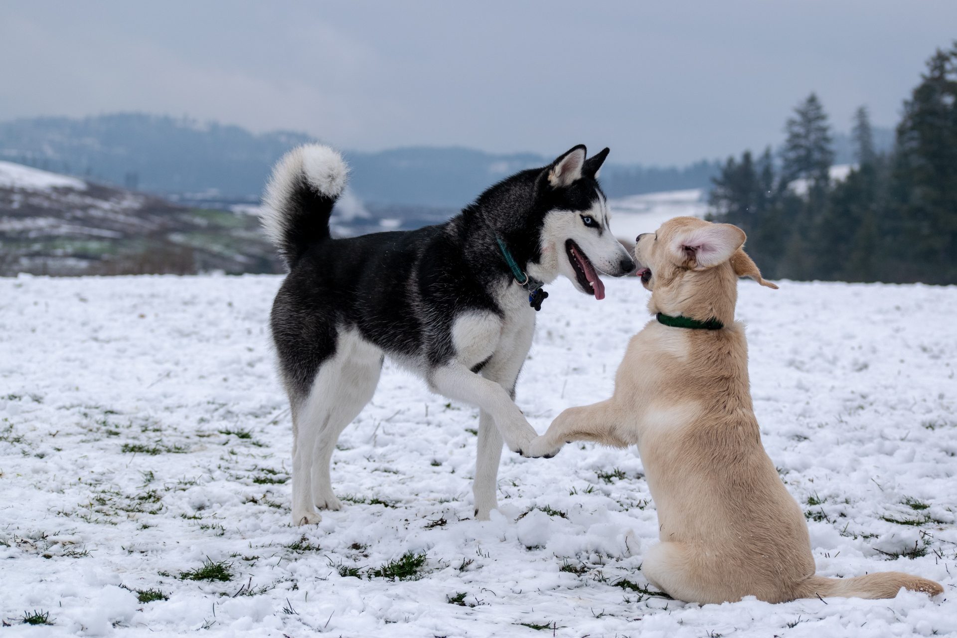 Free download Sled snow dogs wallpaper 2560x1600 348884 WallpaperUP [1120x700] for your Desktop, Mobile & Tablet. Explore Sled Dogs Wallpaper. Dogs Wallpaper, Cute Dogs Wallpaper, Funny Dogs Wallpaper