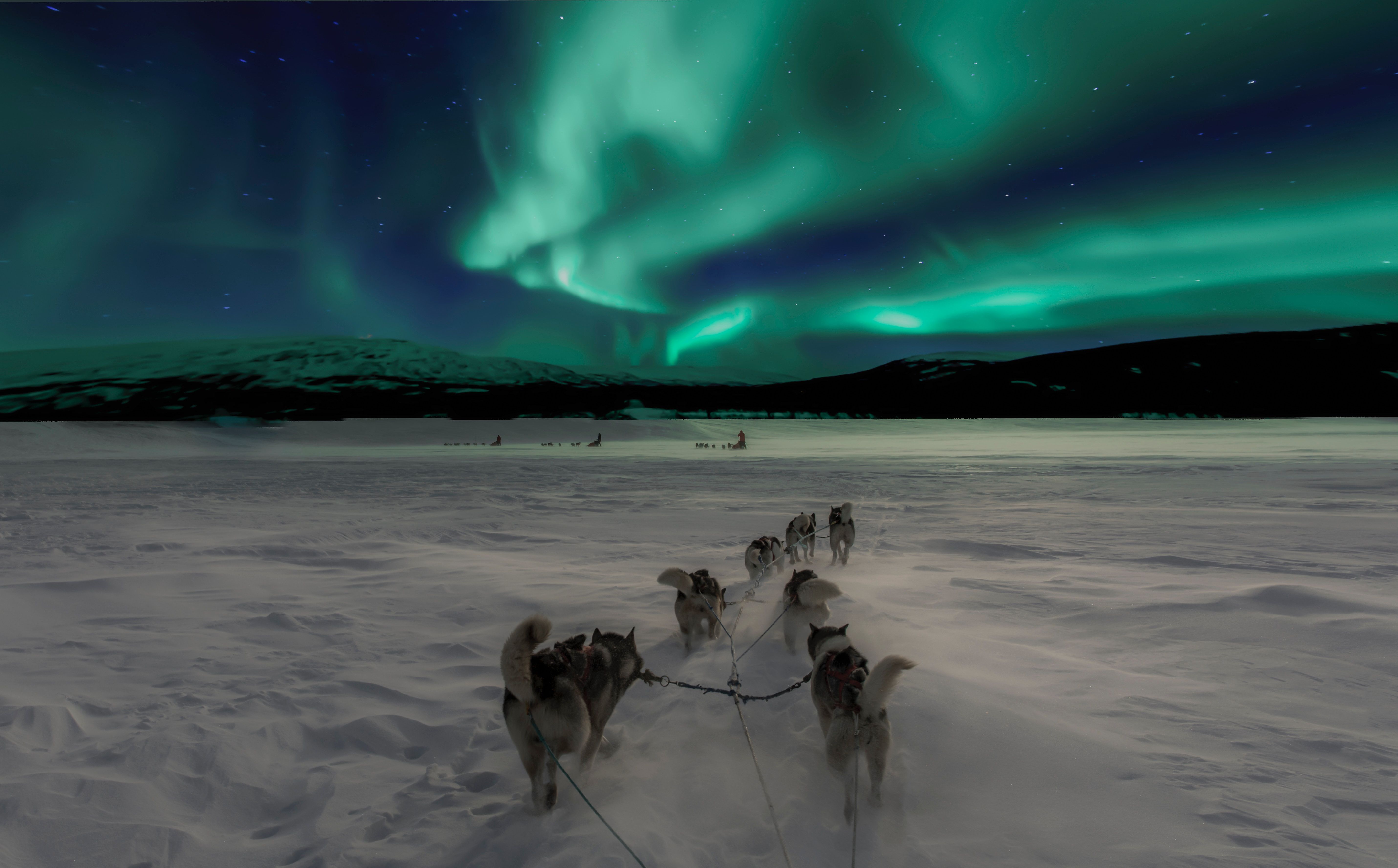 Sled Dogs Wallpaper Free Sled Dogs Background