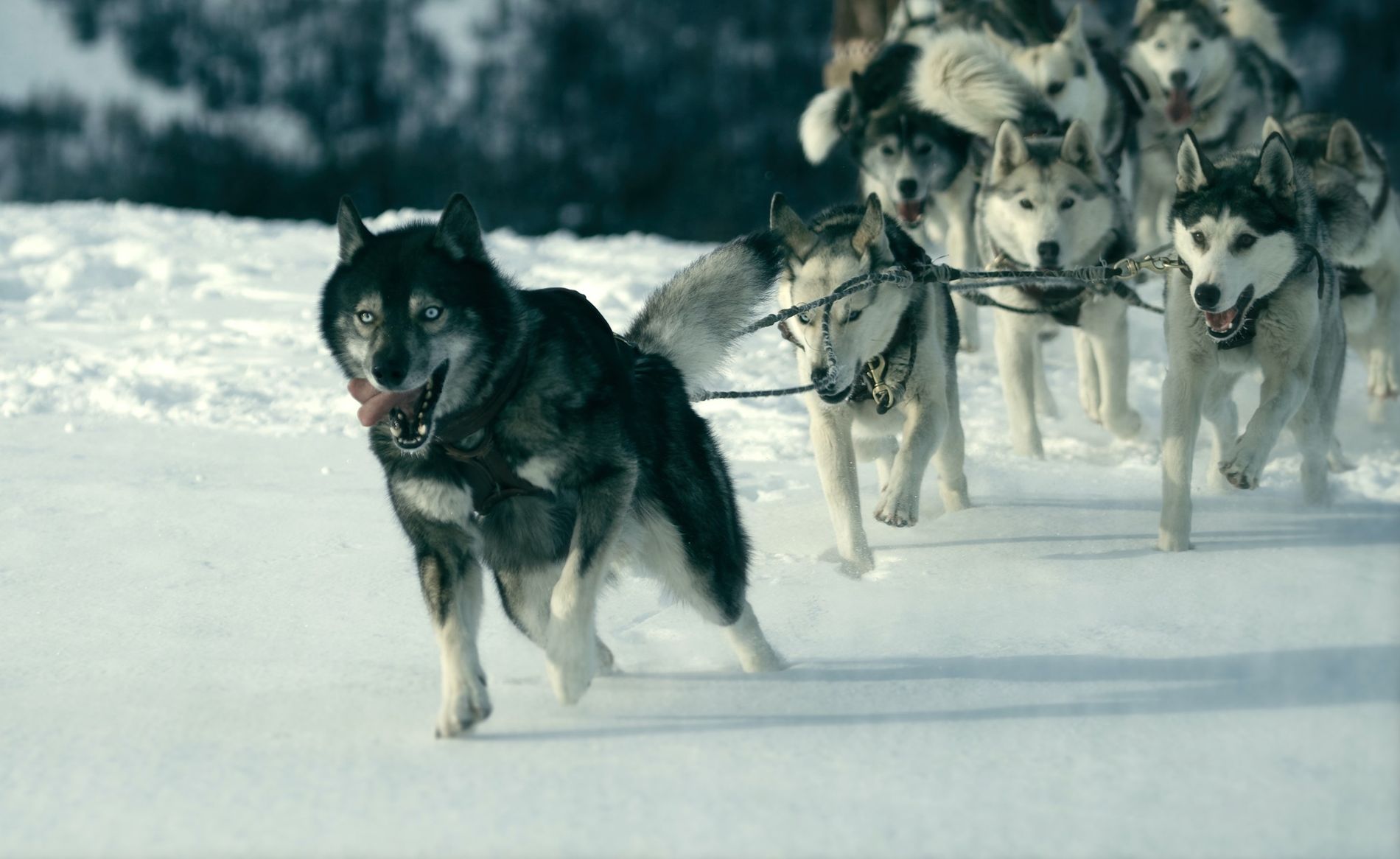 When a deadly disease gripped an Alaskan town, a dog saved the day