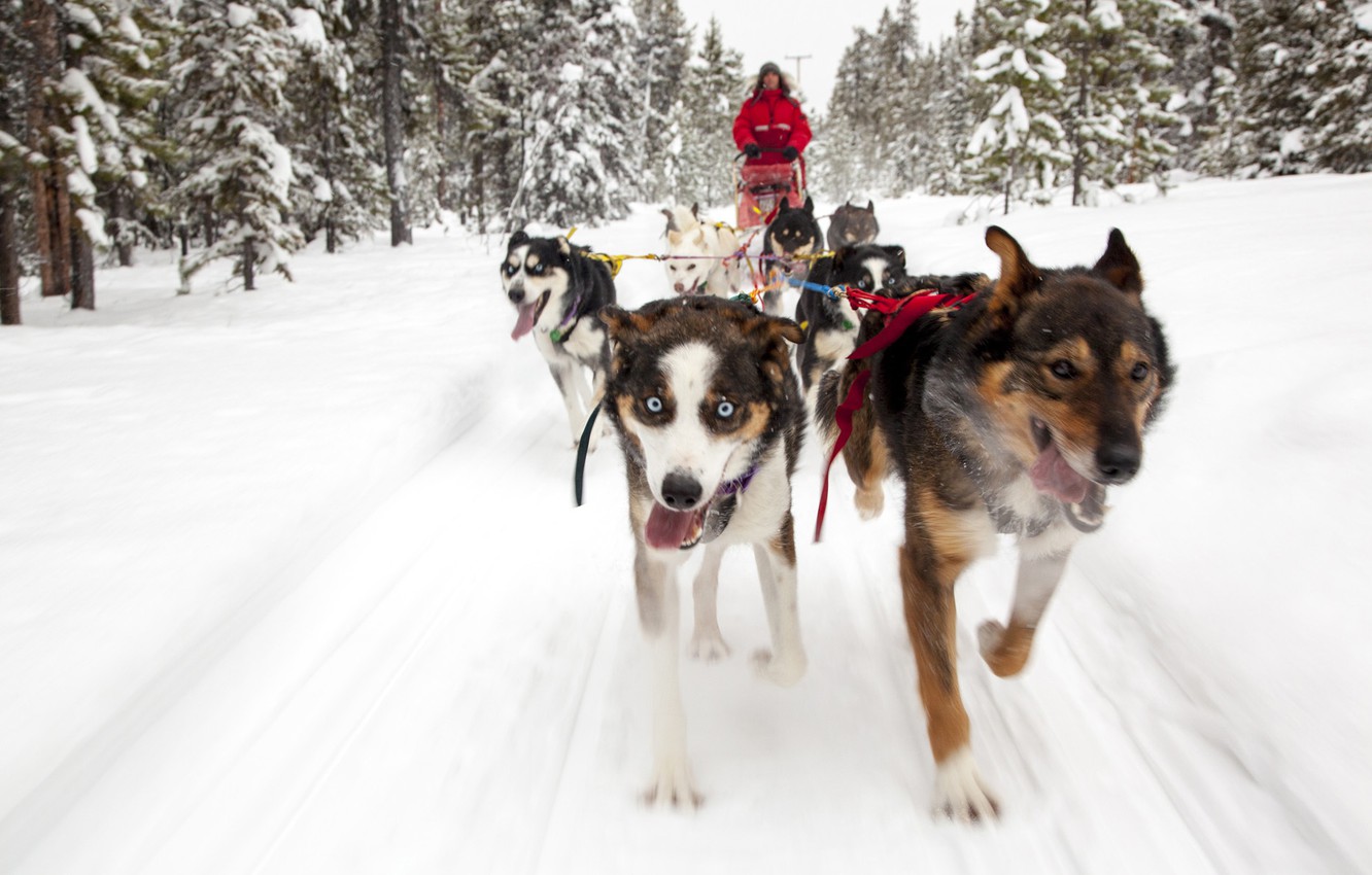 Wallpaper dogs, snow, trees, background, dog sled image for desktop, section собаки