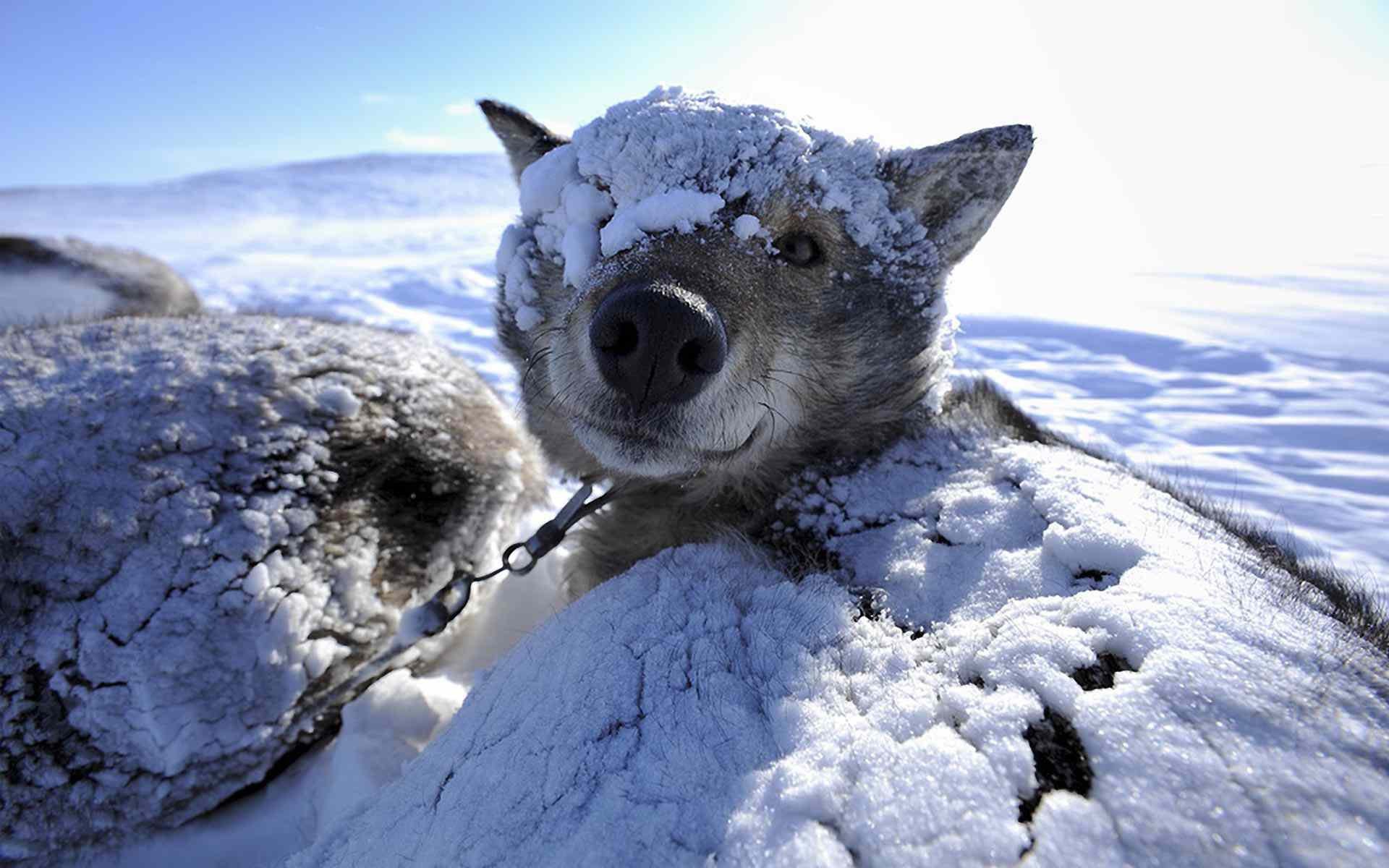 Sled Dogs Wallpaper Free Sled Dogs Background