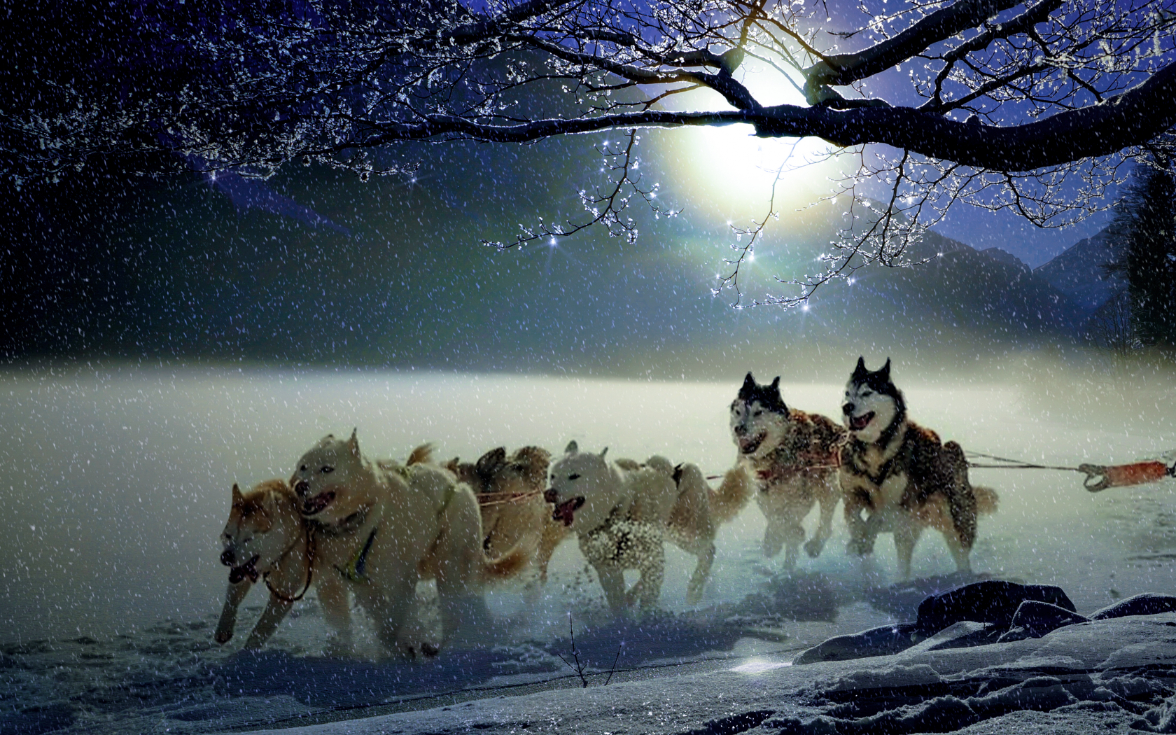 Free download Dogs Wallpaper For Lapx2160 Wallpaper teahubio [3840x2160] for your Desktop, Mobile & Tablet. Explore Sled Dogs Wallpaper. Dogs Wallpaper, Cute Dogs Wallpaper, Funny Dogs Wallpaper