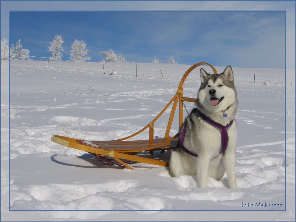 This might come in handy soon. Dog sledding, Smart dog, Alaskan dog