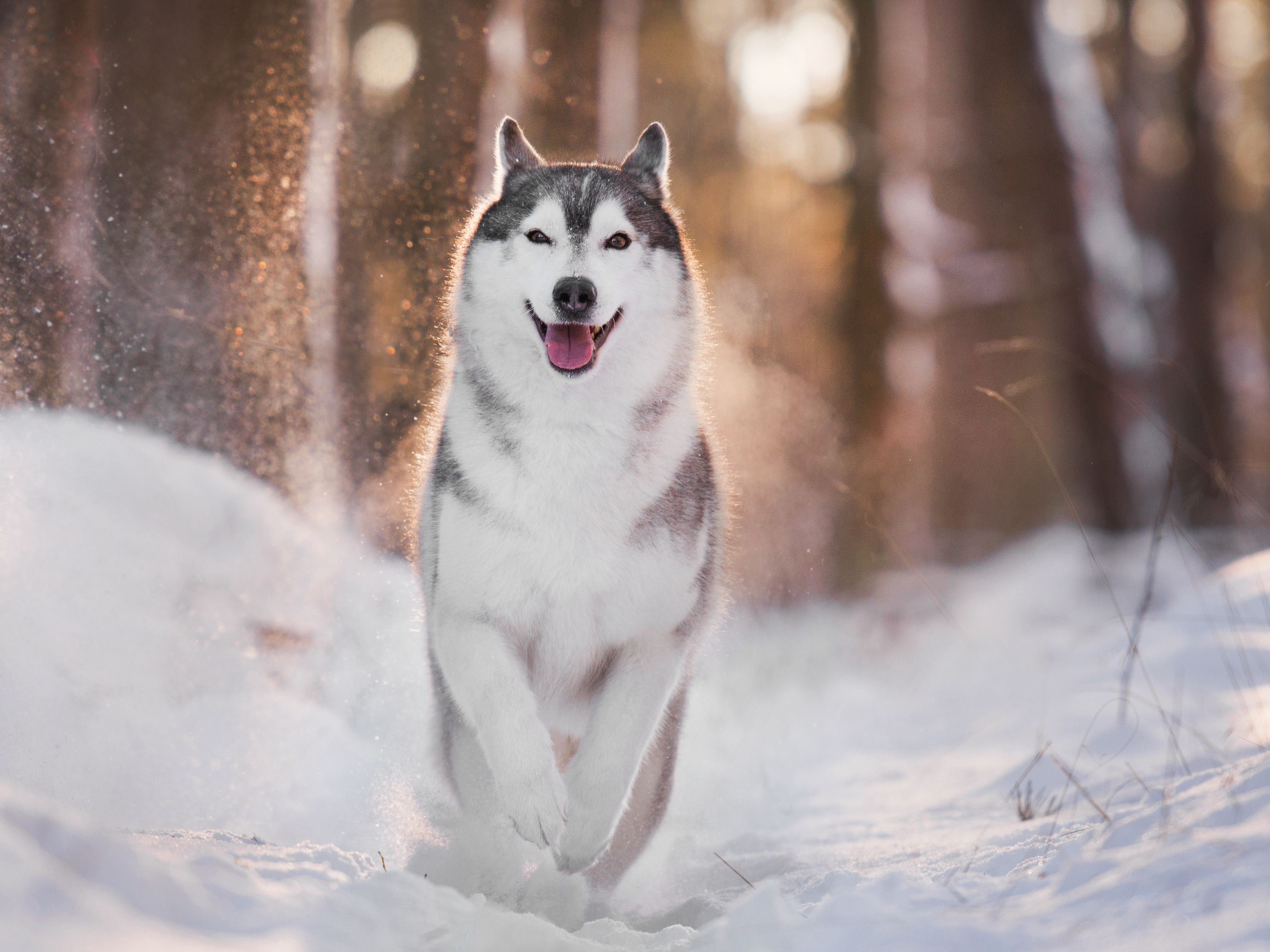 Sled Dog Names