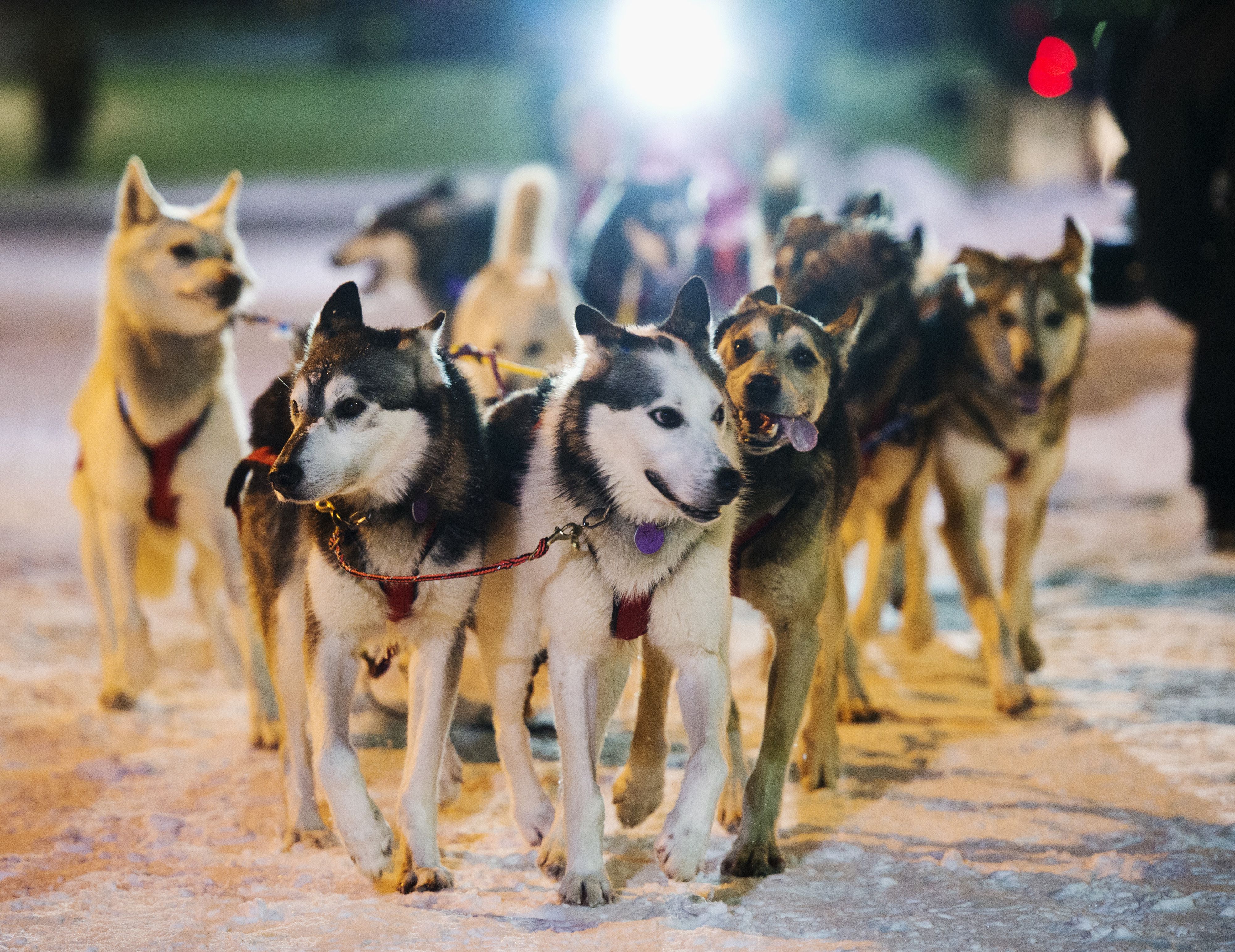 Exxon Mobil pulls sponsorship of the world famous Iditarod sled dog race across Alaska